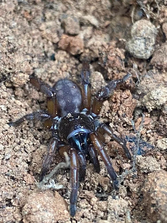 Two New Trapdoor Spiders with Donard Geci
