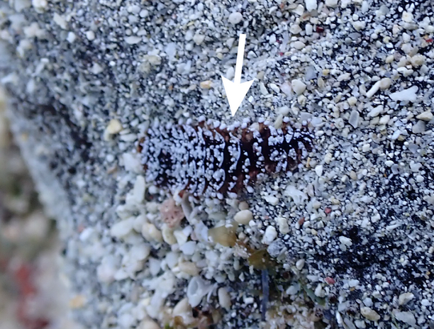 No New Species! With Takahiro Sugiyama, Chloé Fourreau, and Ryutaro Goto