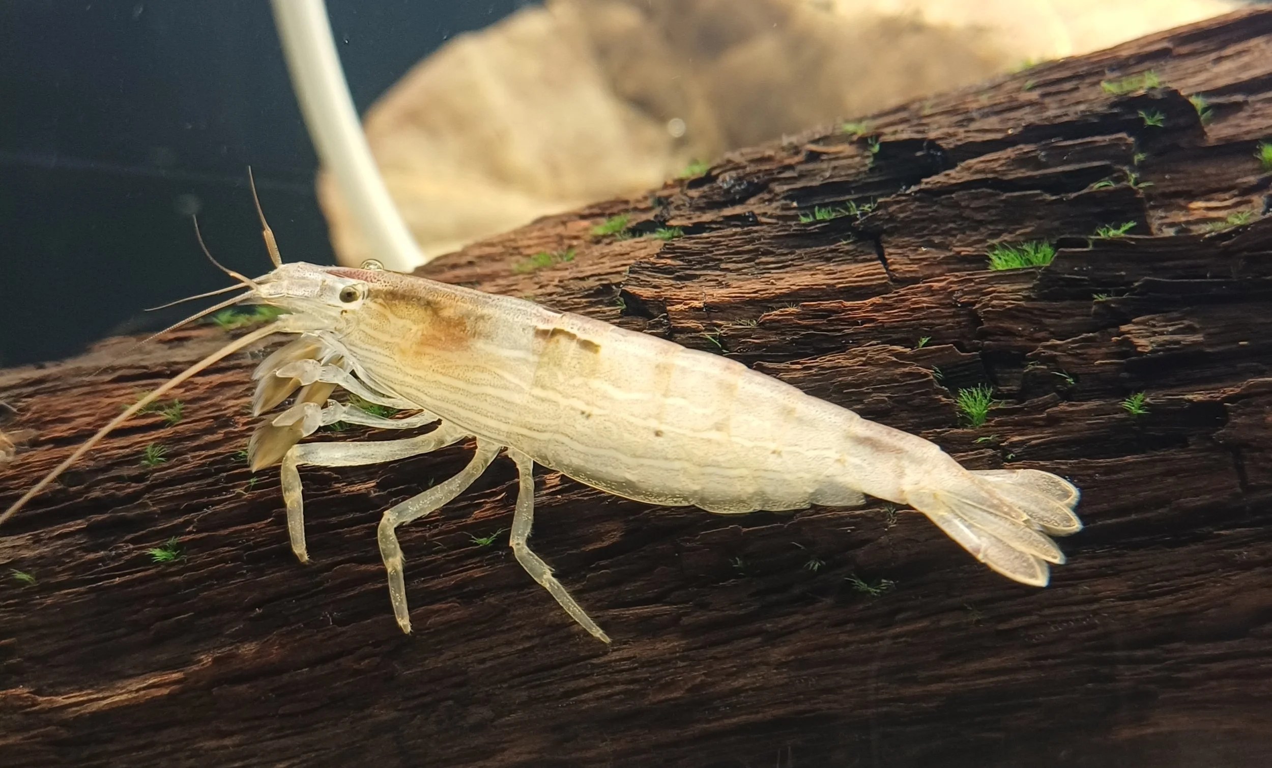 Rediscovered Freshwater Shrimps with Prakash Sanjeevi and Maclean Santos