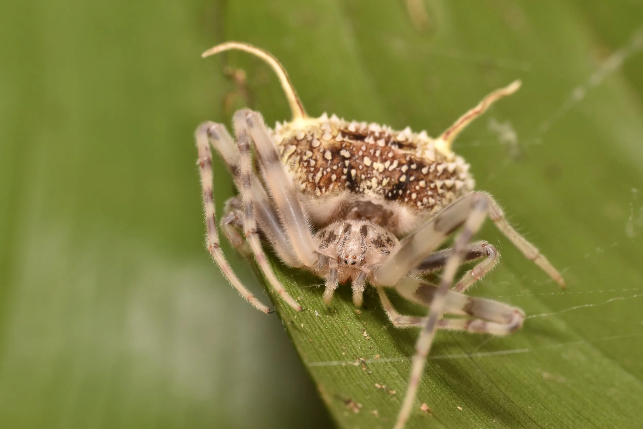 A New Cordyceps Spider with Alex Bently