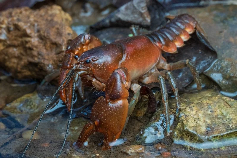 All About Crayfish with Zack Graham