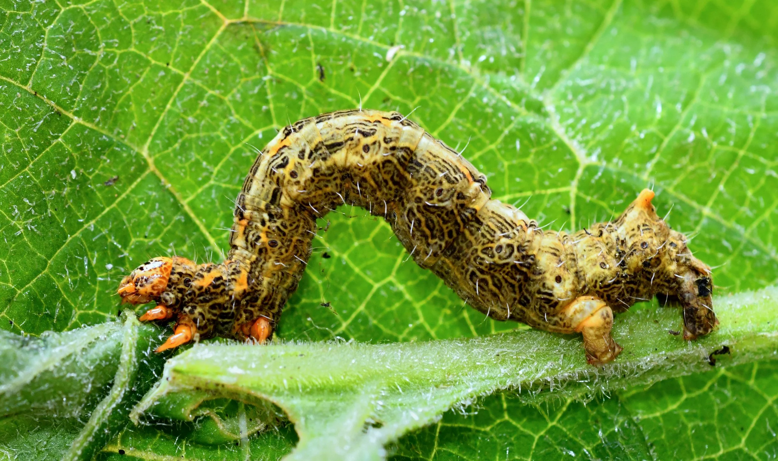 A New Geometrid Moth with Ivonne Garzón