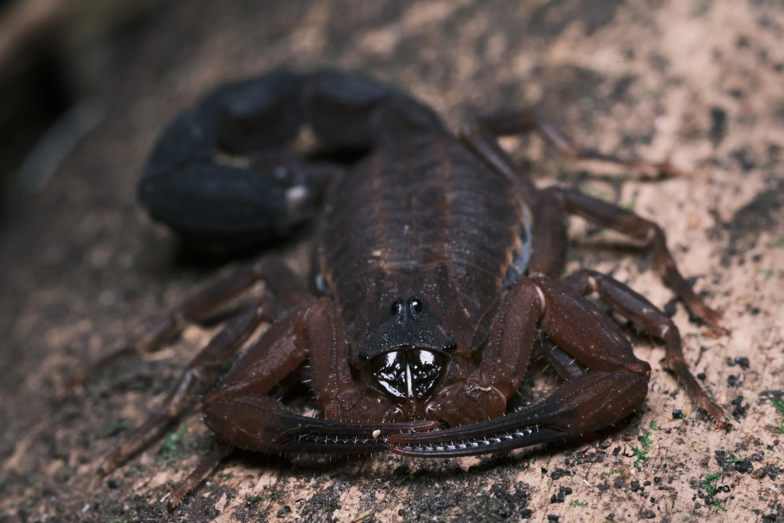 A large scorpion sits facing the camera. It is dark brown and has a flat body with a thick, segmented metasoma, or 'tail.' Its mouthparts and small eyes gleam at the camera.