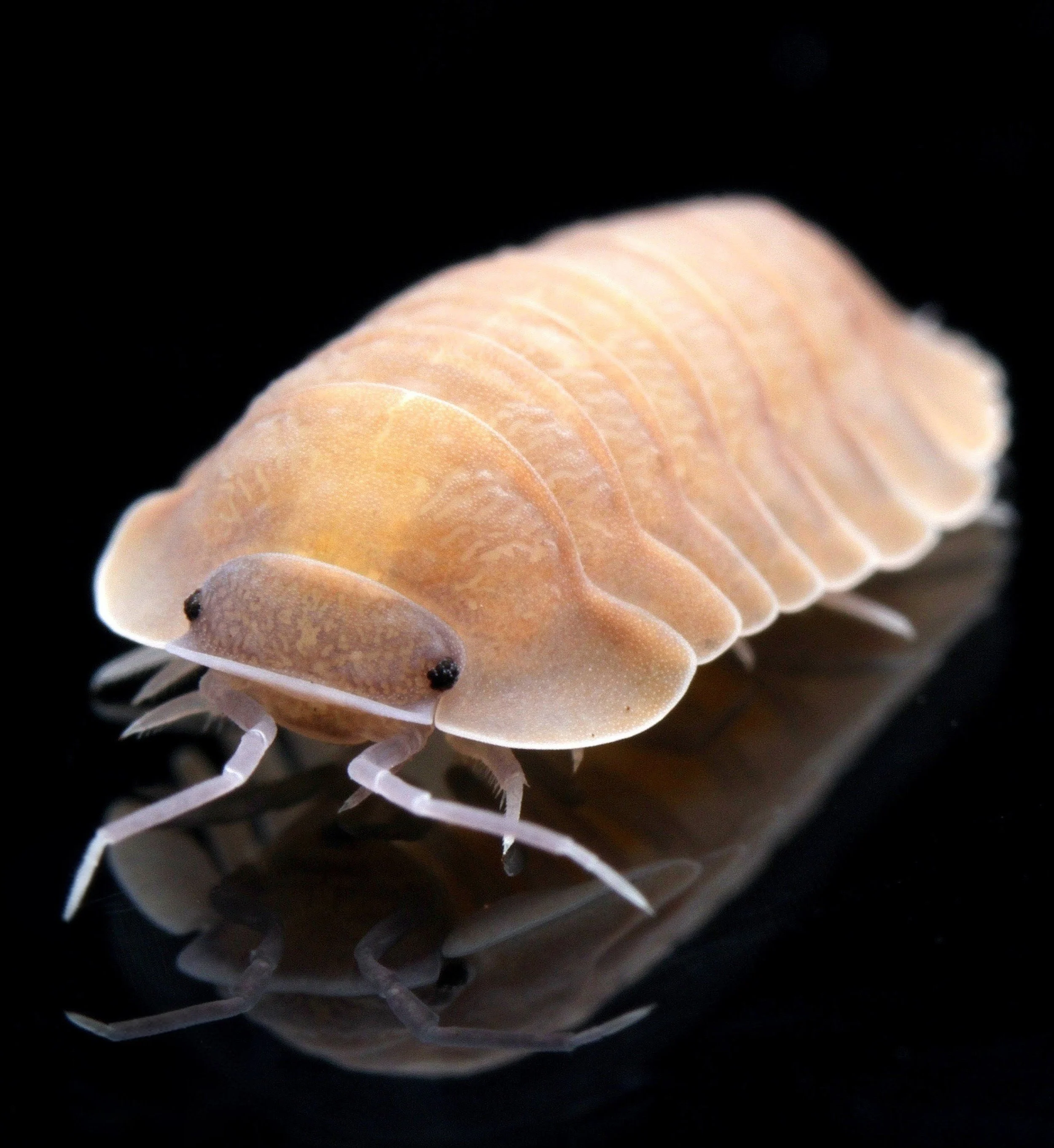 Pink isopod on a black background. The isopod has many plates, two black eyes sticking out from the frontmost one. small clawed feed sit under its body and a pair of white antennae stick out in front. It is, honestly, quite adorable.