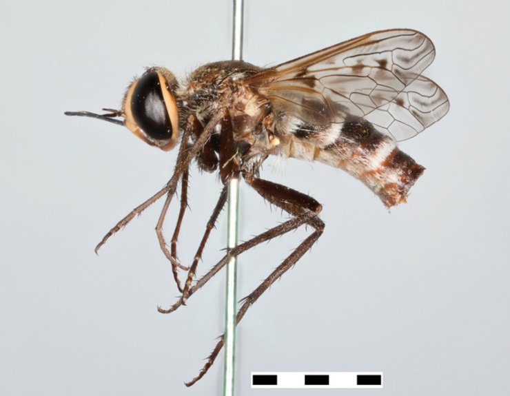 A New Bee Fly with Lisa Rollinson and Allan Cabrero