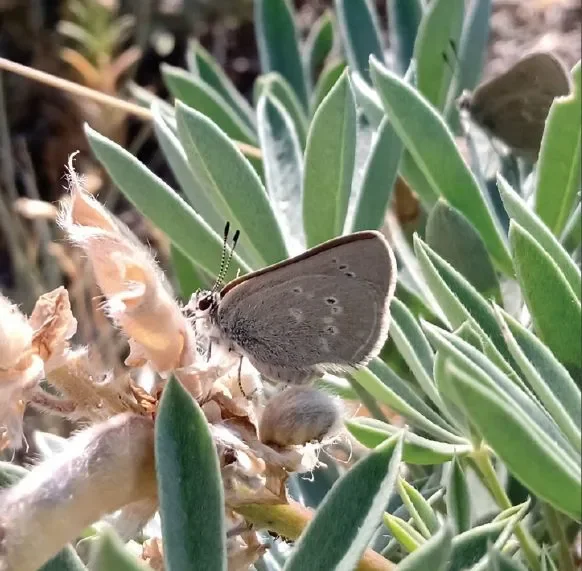 A butterfly sits on a yellow flower. It is tan in color with a large abdomen and long, thin antennae. It has big black eyes. It is adorable.