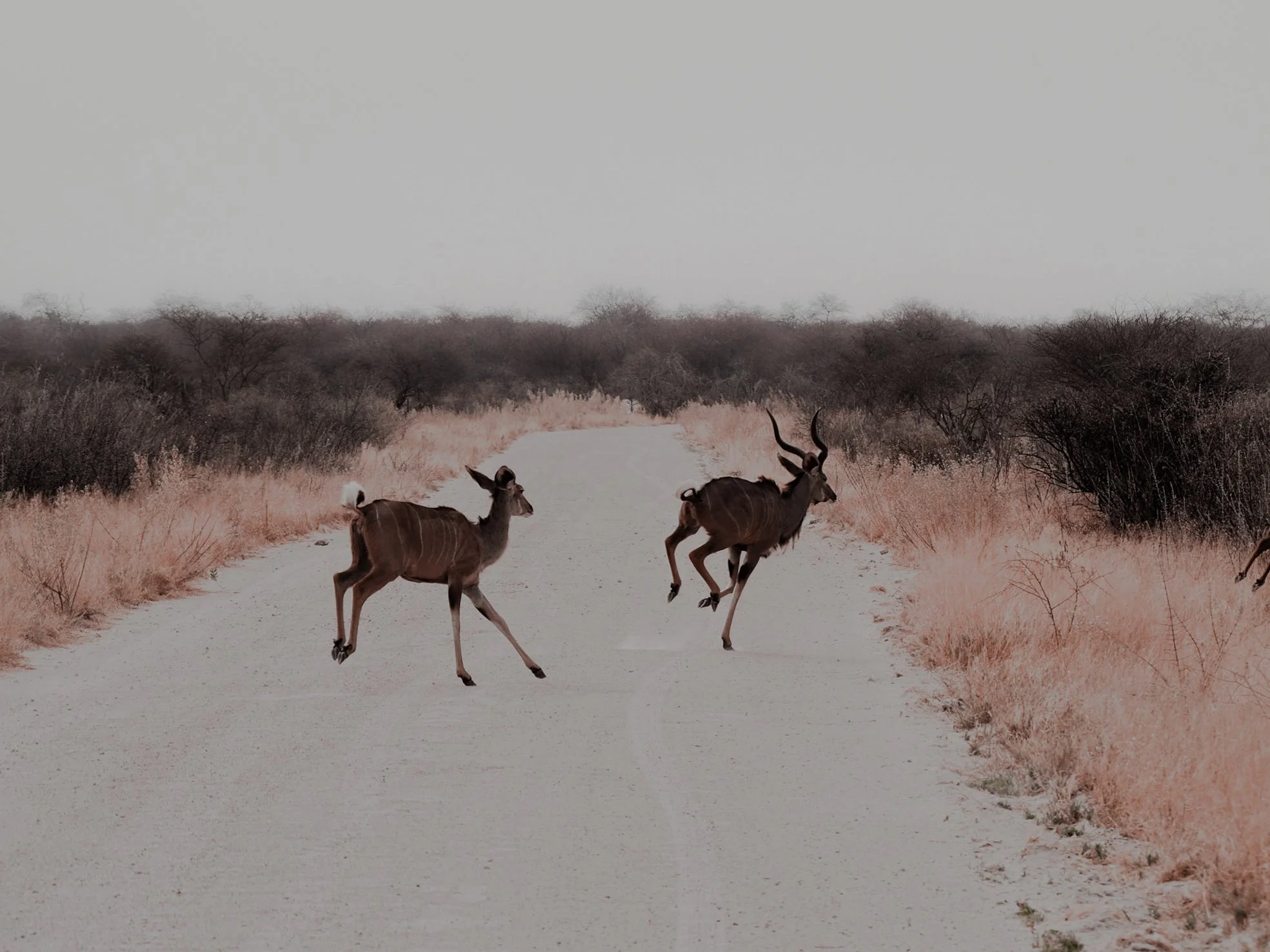 8D2814D3-D4C8-4BD1-9084-572A41E07AEF copy.jpg