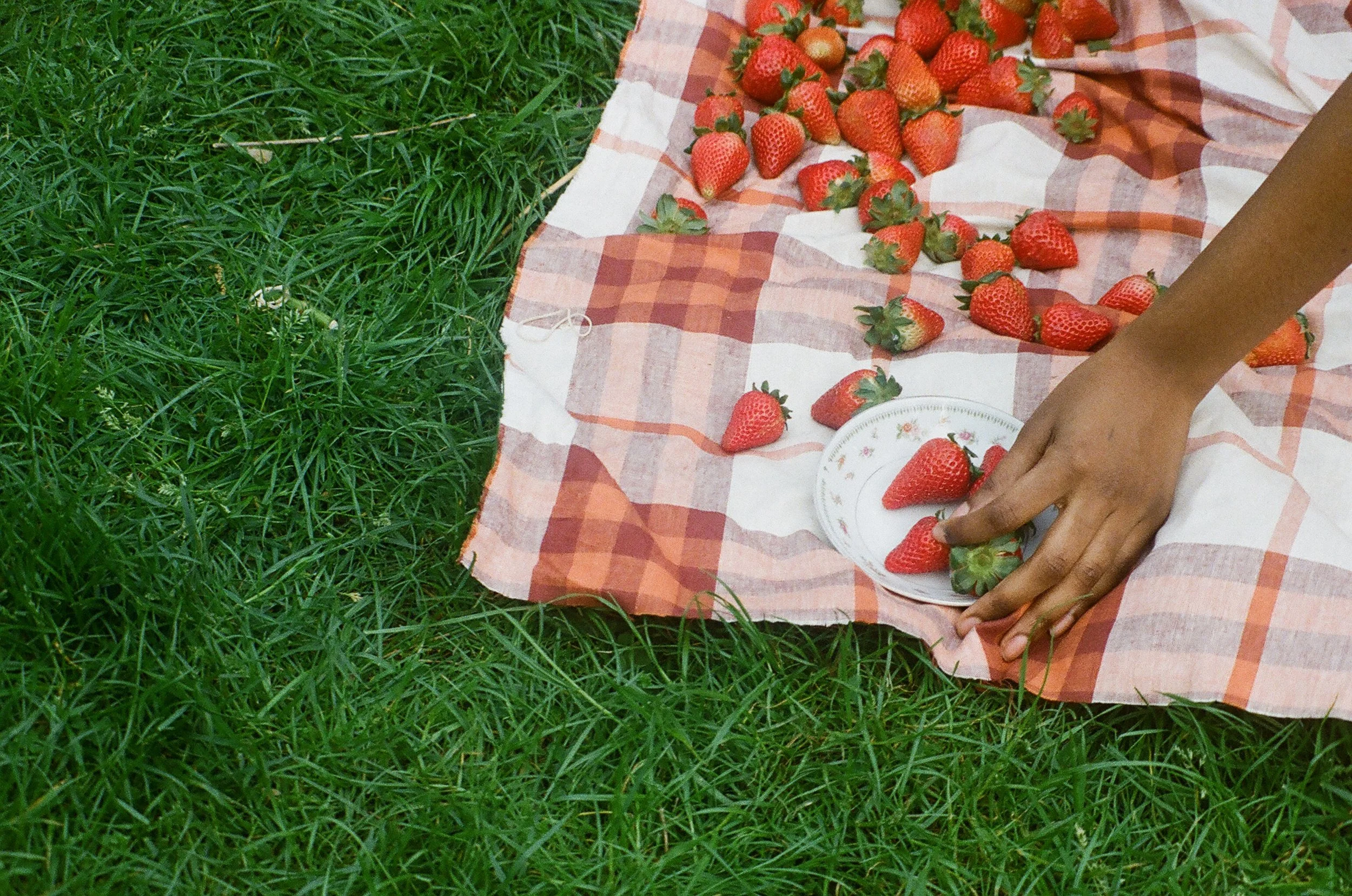 strawberries on blanket in field