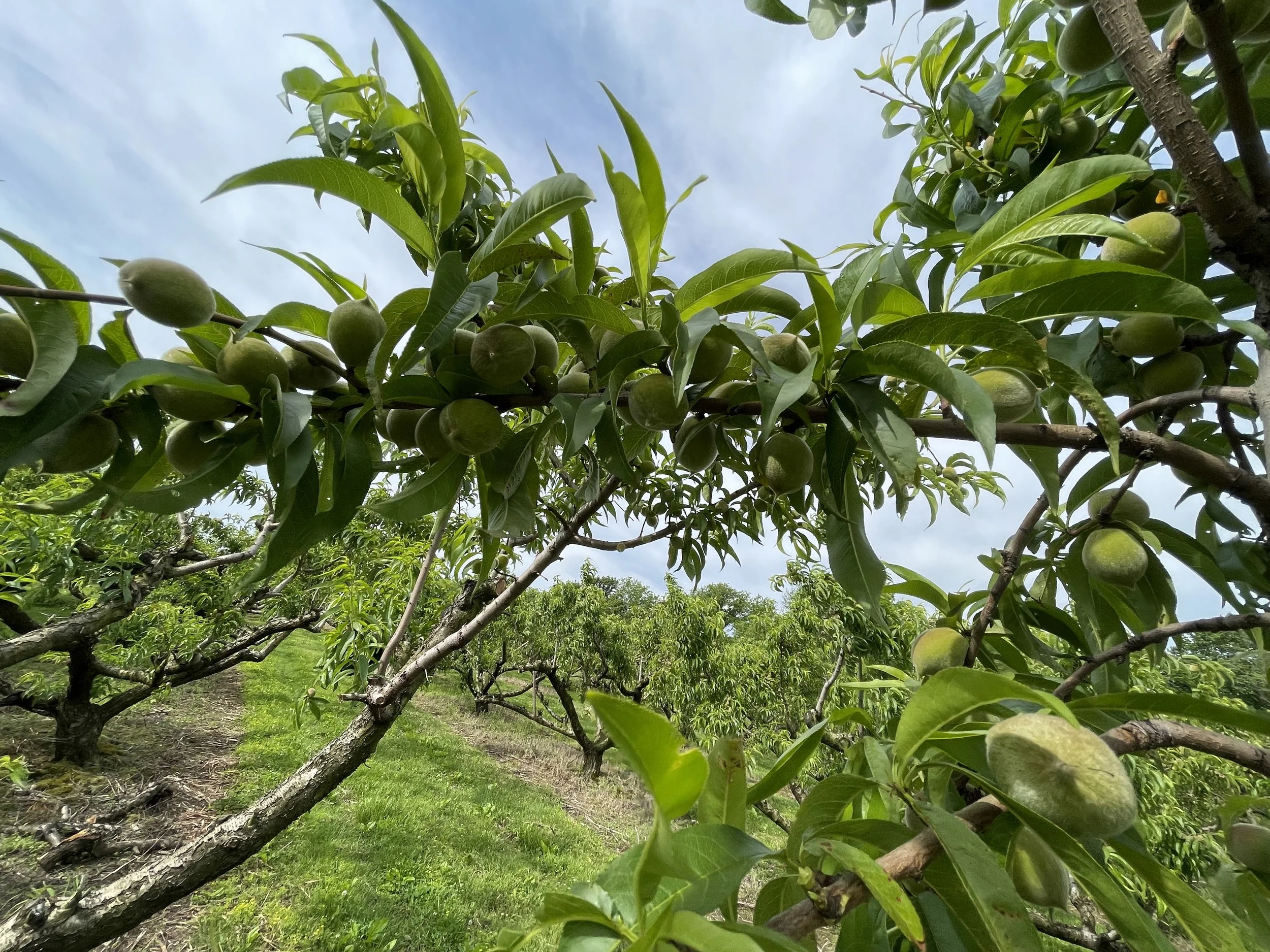 Amazing Grace Orchard Peaches, Fruits & Vegetables Waverly, MO