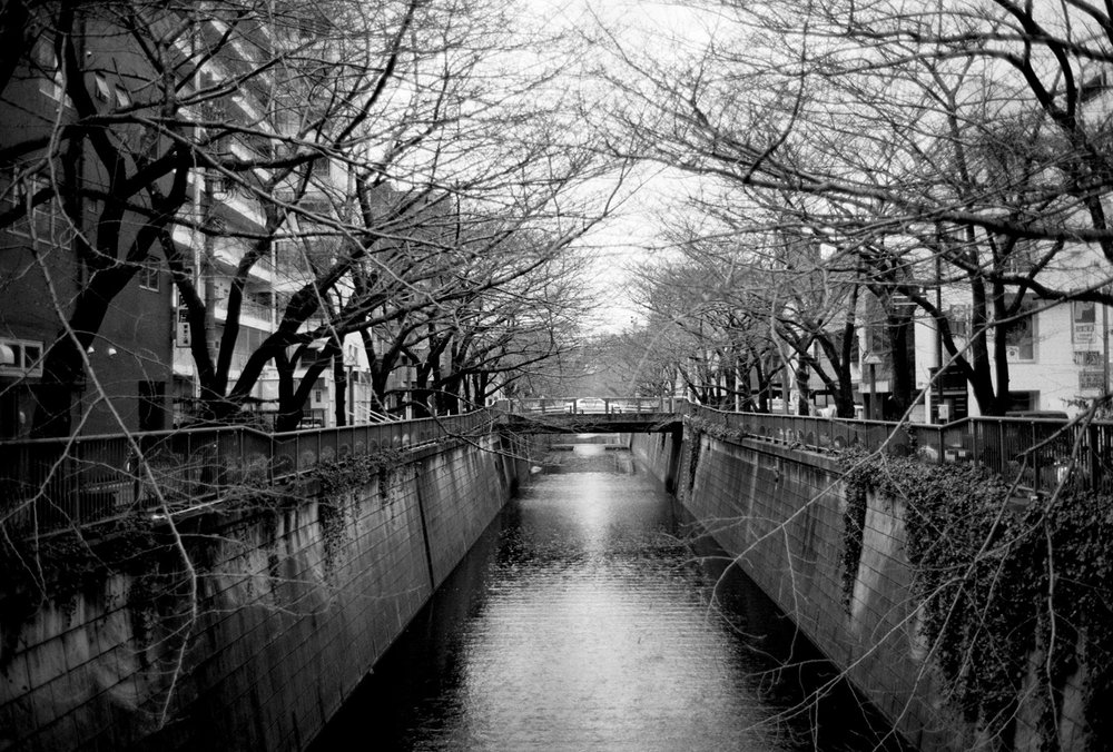 Naka Meguro's cherry blossom-lined canal in winter