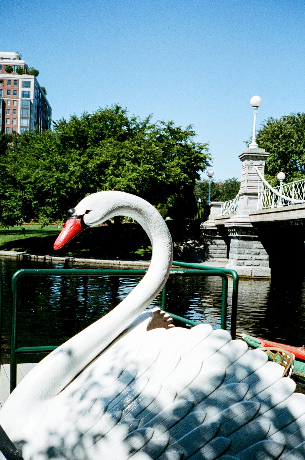The iconic swan boats of Boston Commons