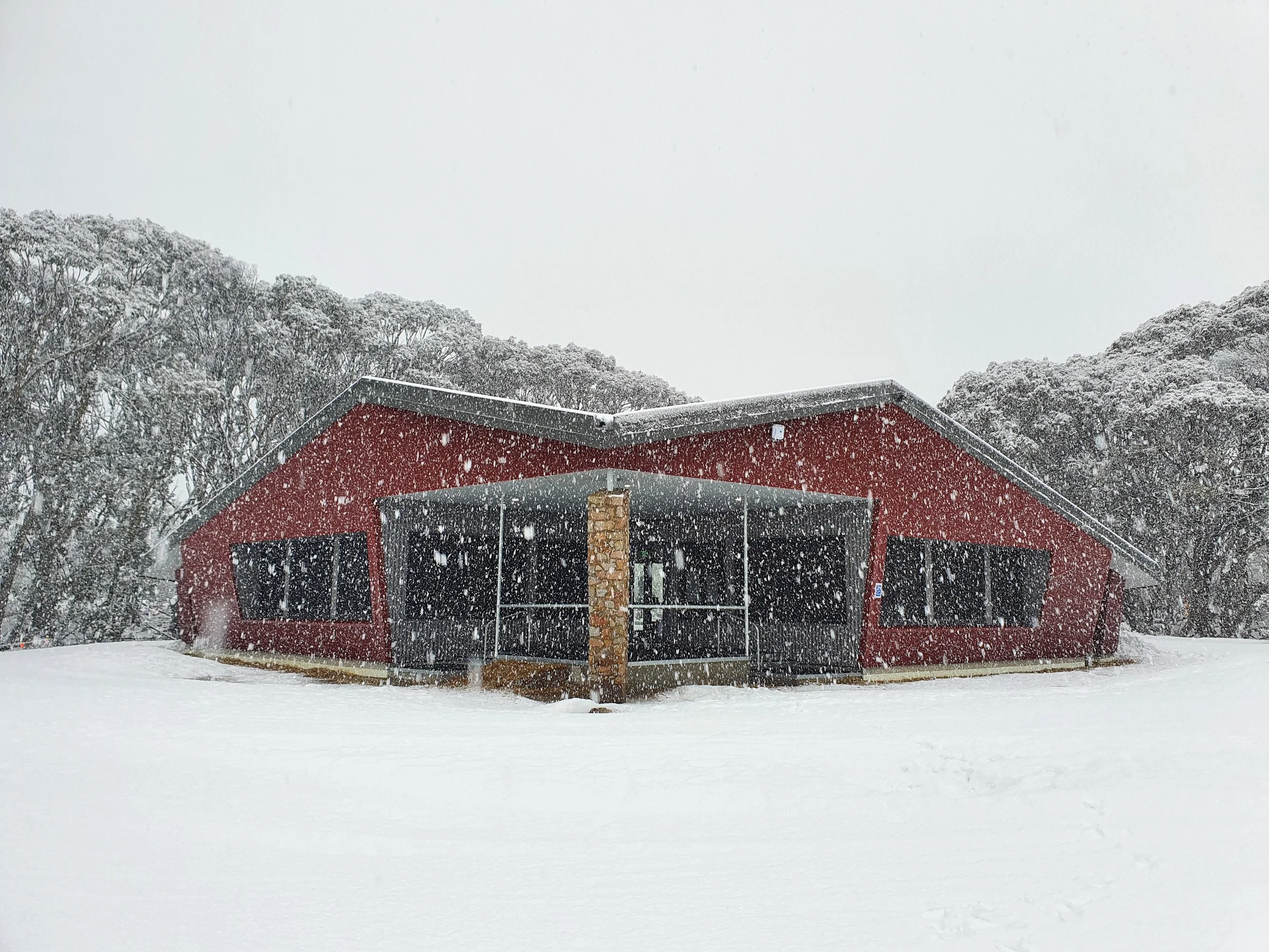 The Moth in snow.jpg