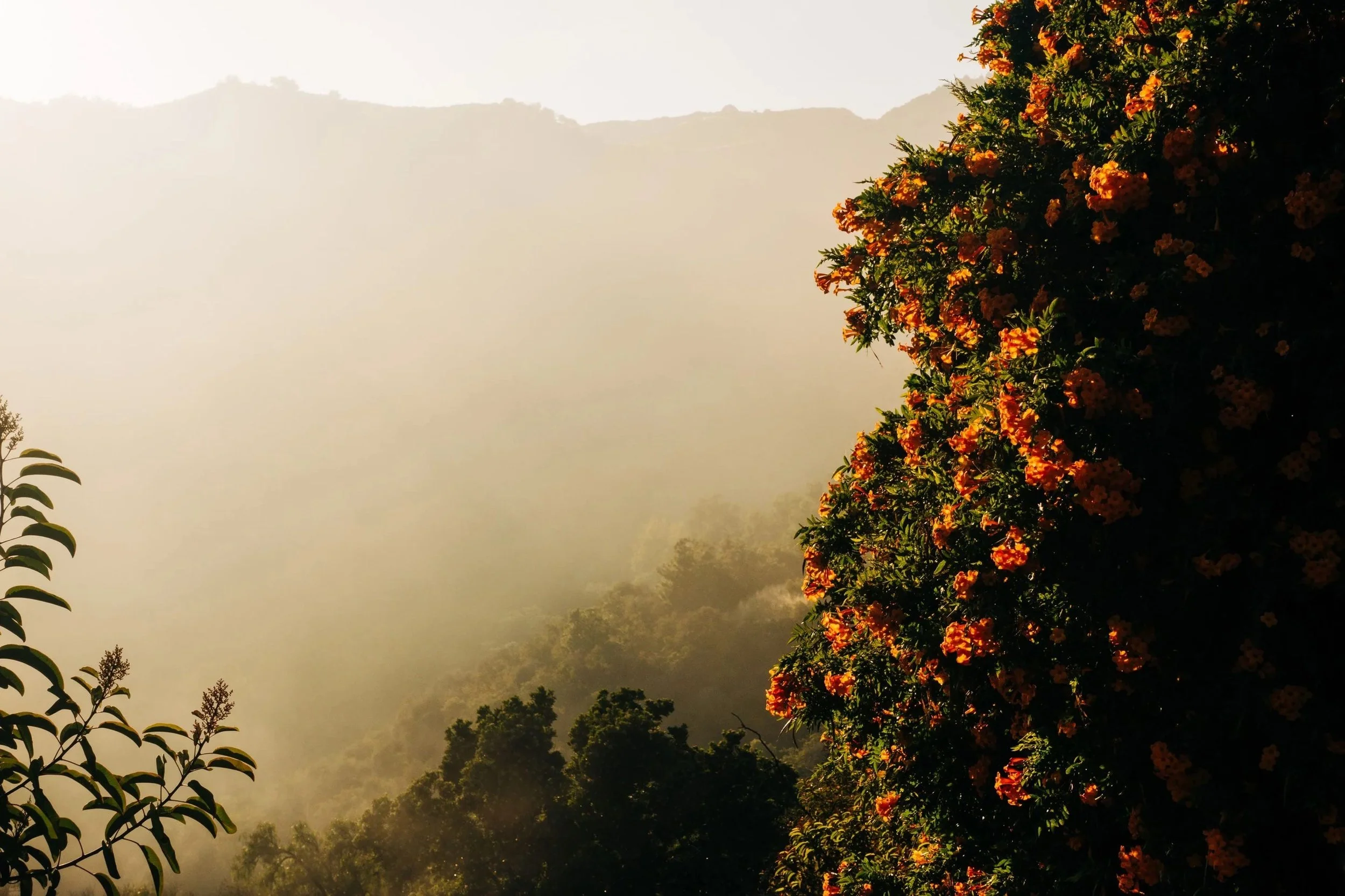 Rebuilding LA: Art Sales and Auctions for Fire Relief