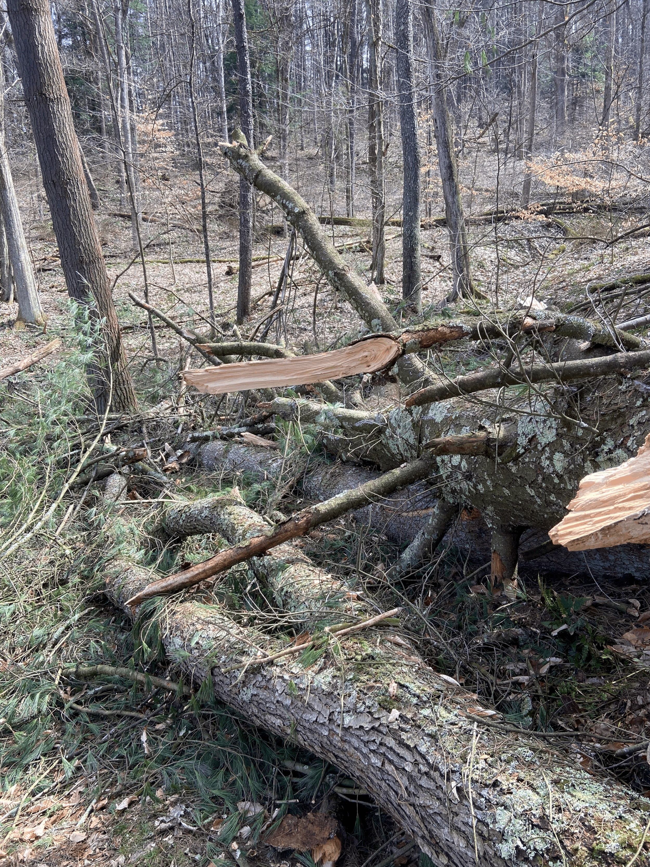 25 Volunteers, One Mission: Restoring the Trail After the Storm