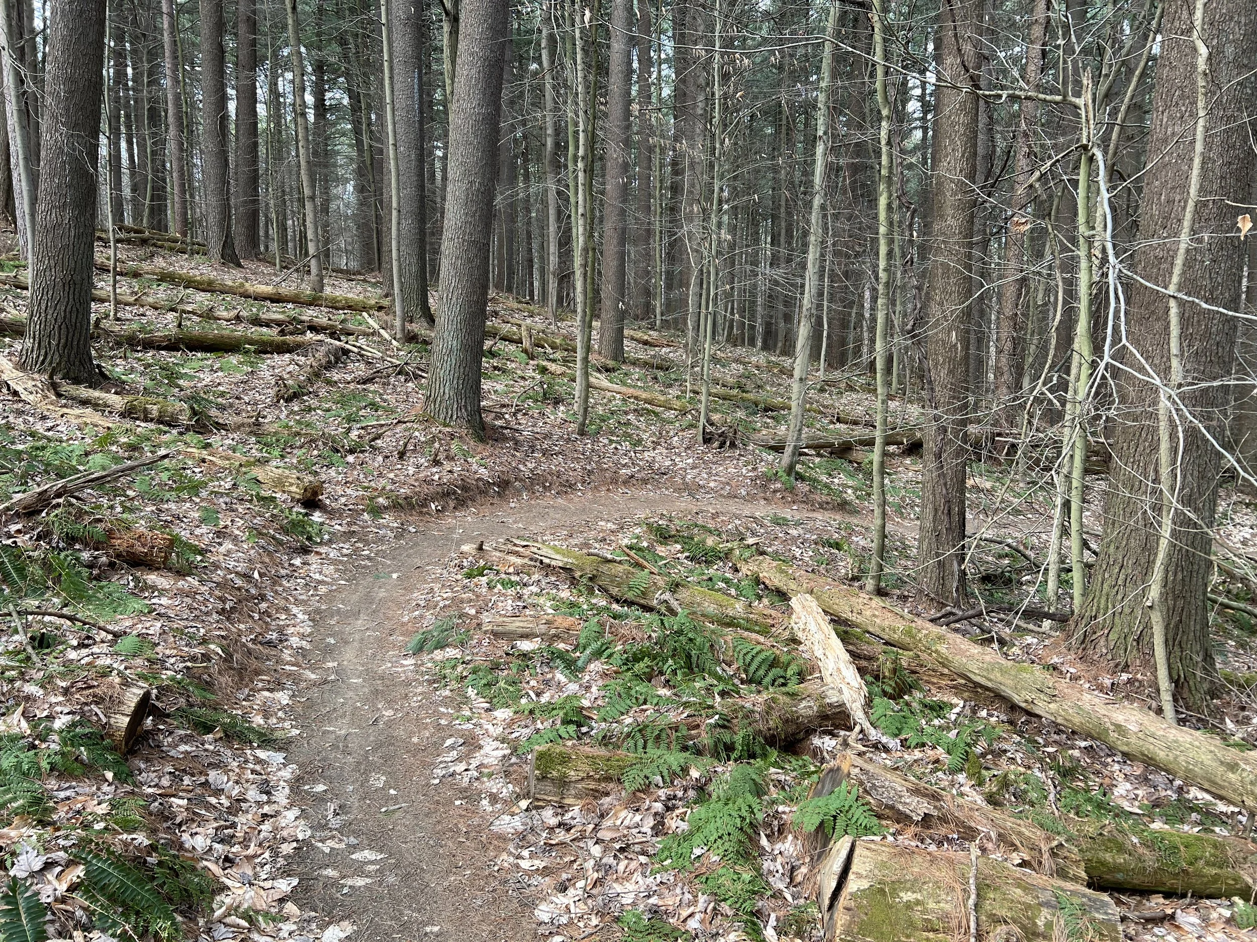 Turn in the Trail (Copy)