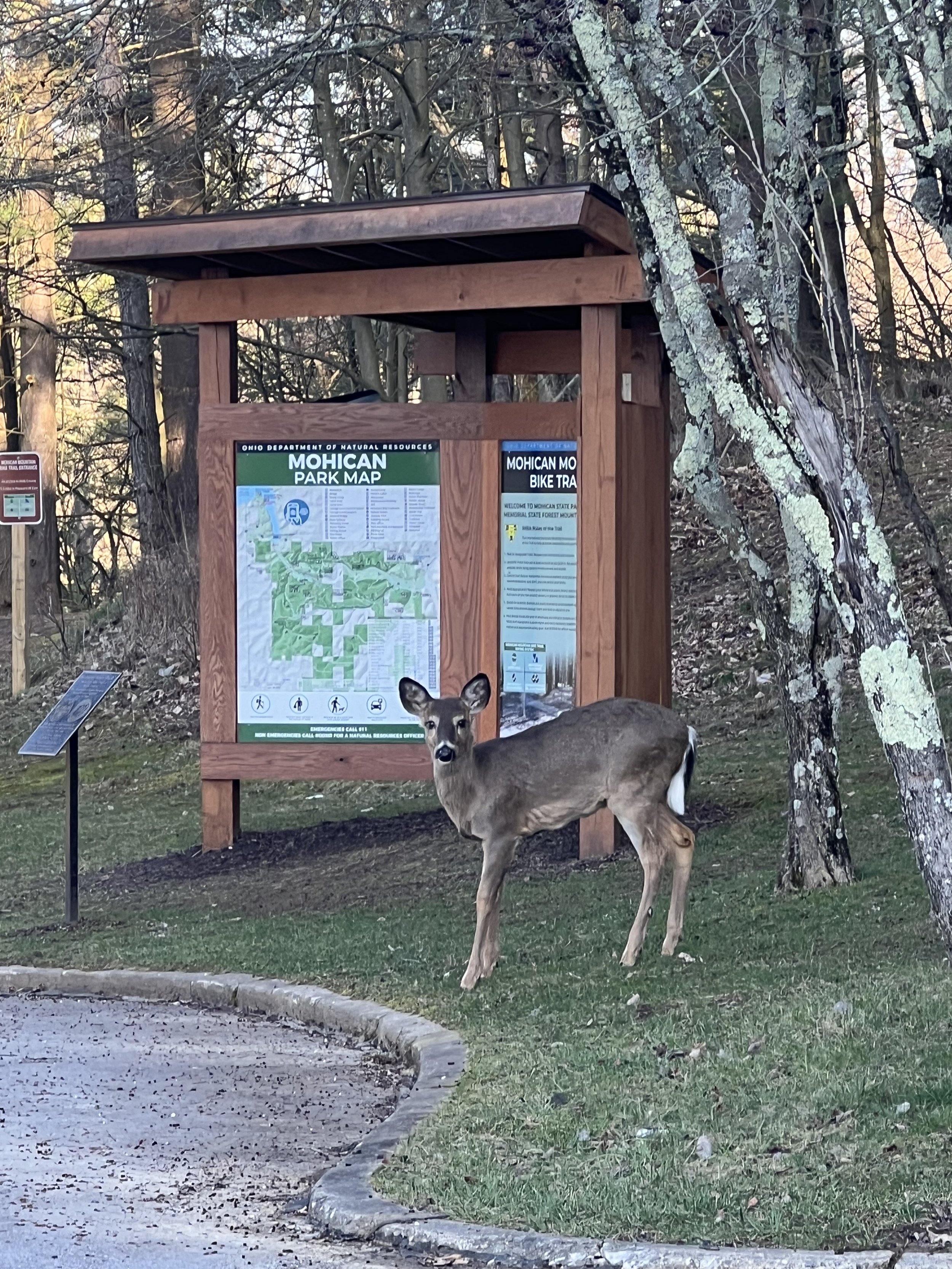 Deer on trail patrol