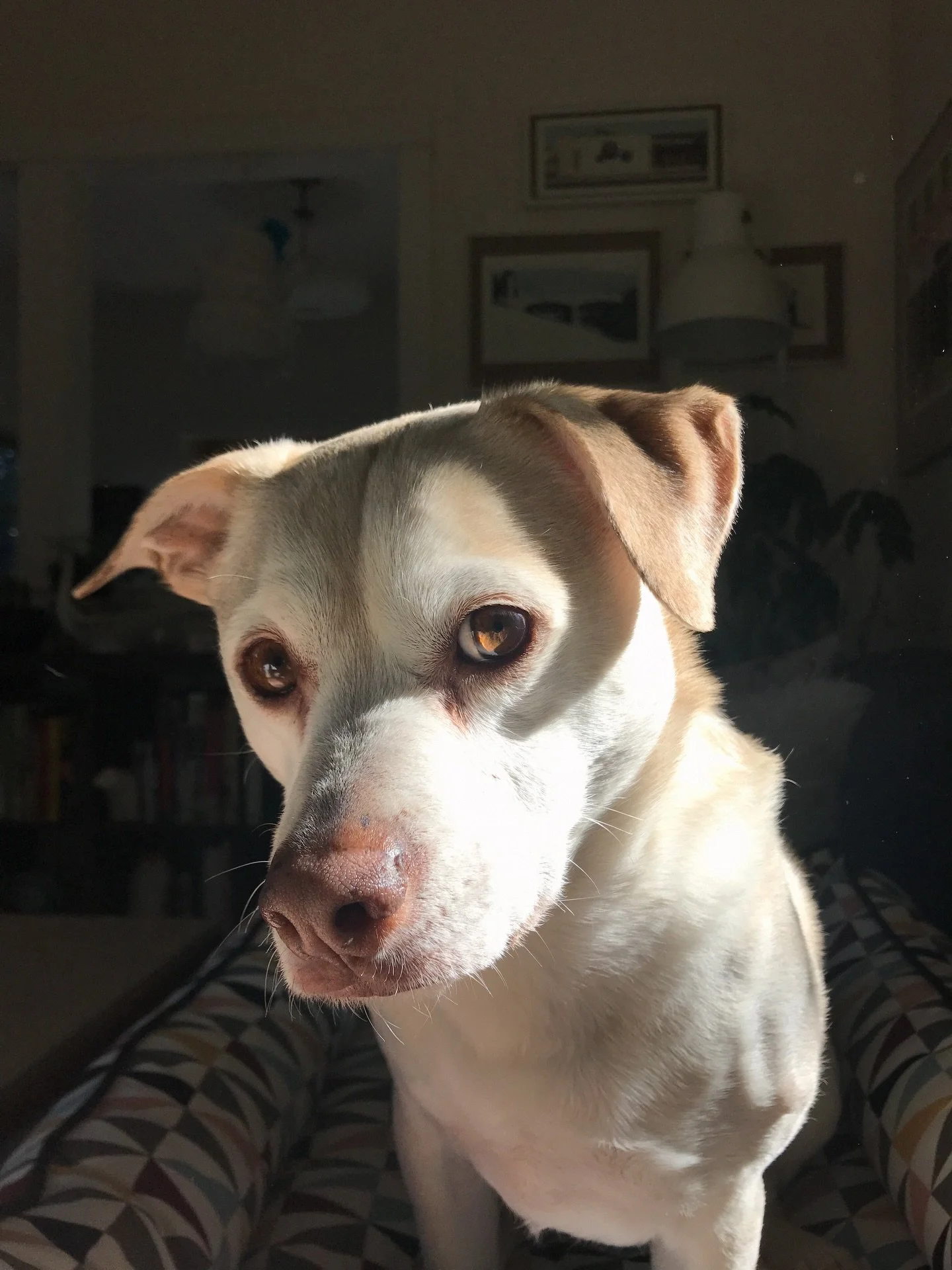 We lost our sweet boy Porter a week ago. My baby boy, the world will never know how very much I love you. I&rsquo;m so happy we got to grow and go on so many adventures together, things just won&rsquo;t be the same without you. Almost 17 years and it