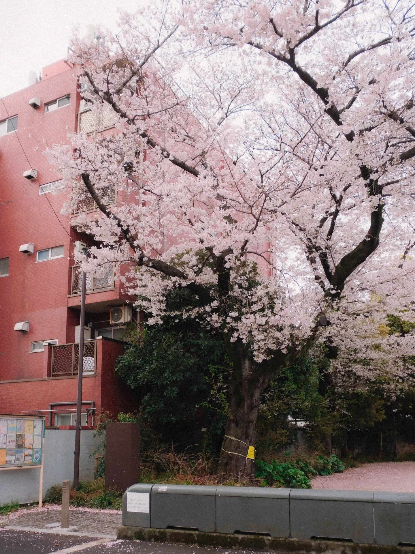 It&rsquo;s been almost a week since I&rsquo;ve been in Japan. I spent some time in Tokyo and then headed down to Itoshima for my residency @studiokura. I&rsquo;ve been settling in, getting the lay of the land, and gathering materials and inspiration.