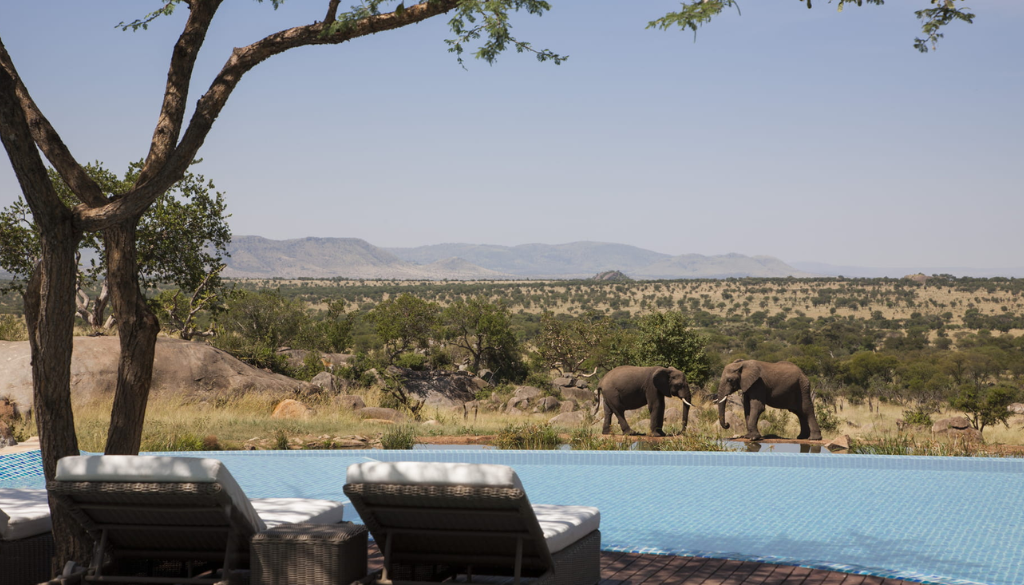 Golden savanna grasslands of the Serengeti National Park at sunset with scattered acacia trees and warm light Tanzania