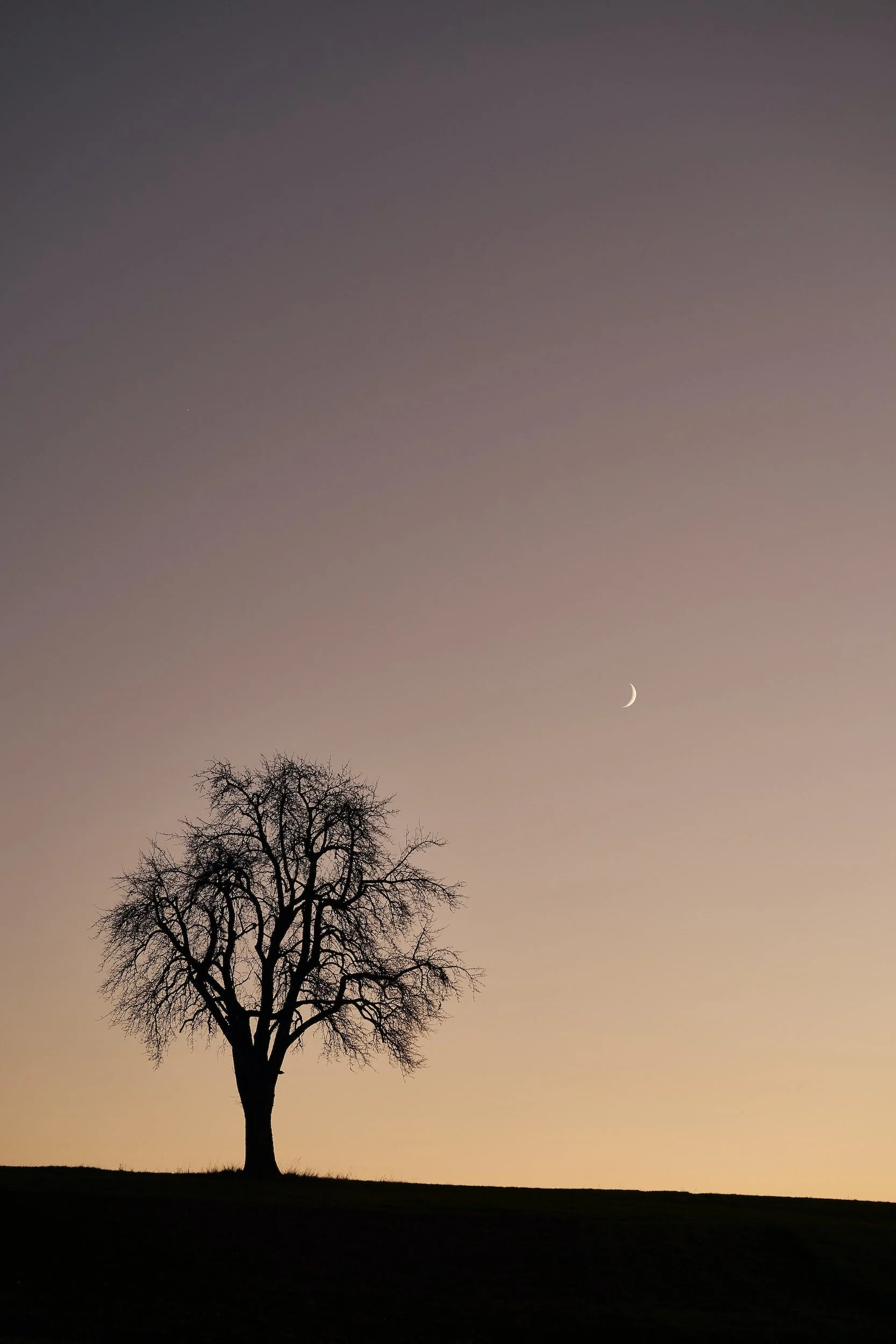 Silhouette of a tree with bare branches against a twilight sky, crescent moon visible.