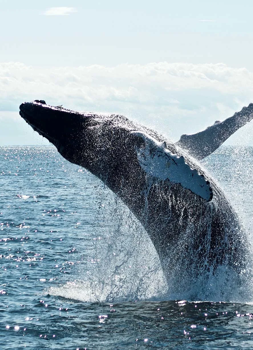 Flower_Hotels_Port_Macquarie_TOURISM_EXPERIENCES_whale-tours.jpg