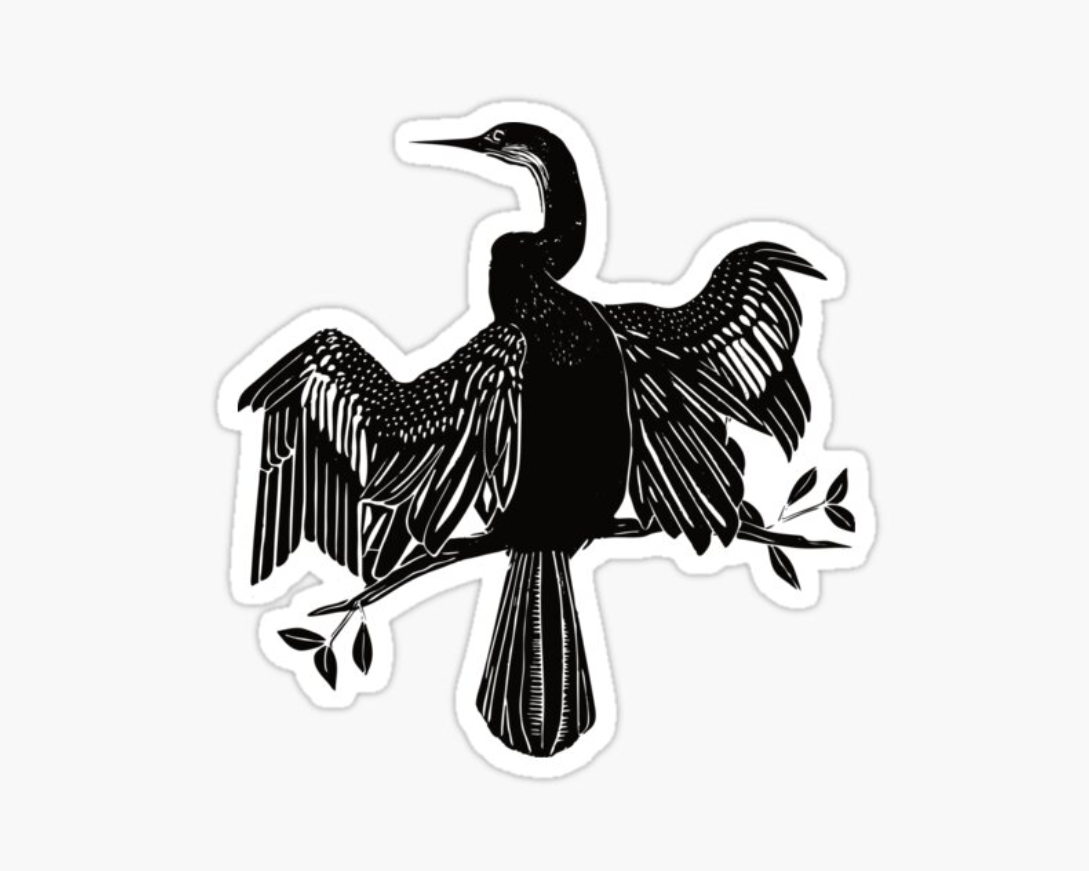 Anhinga1.png