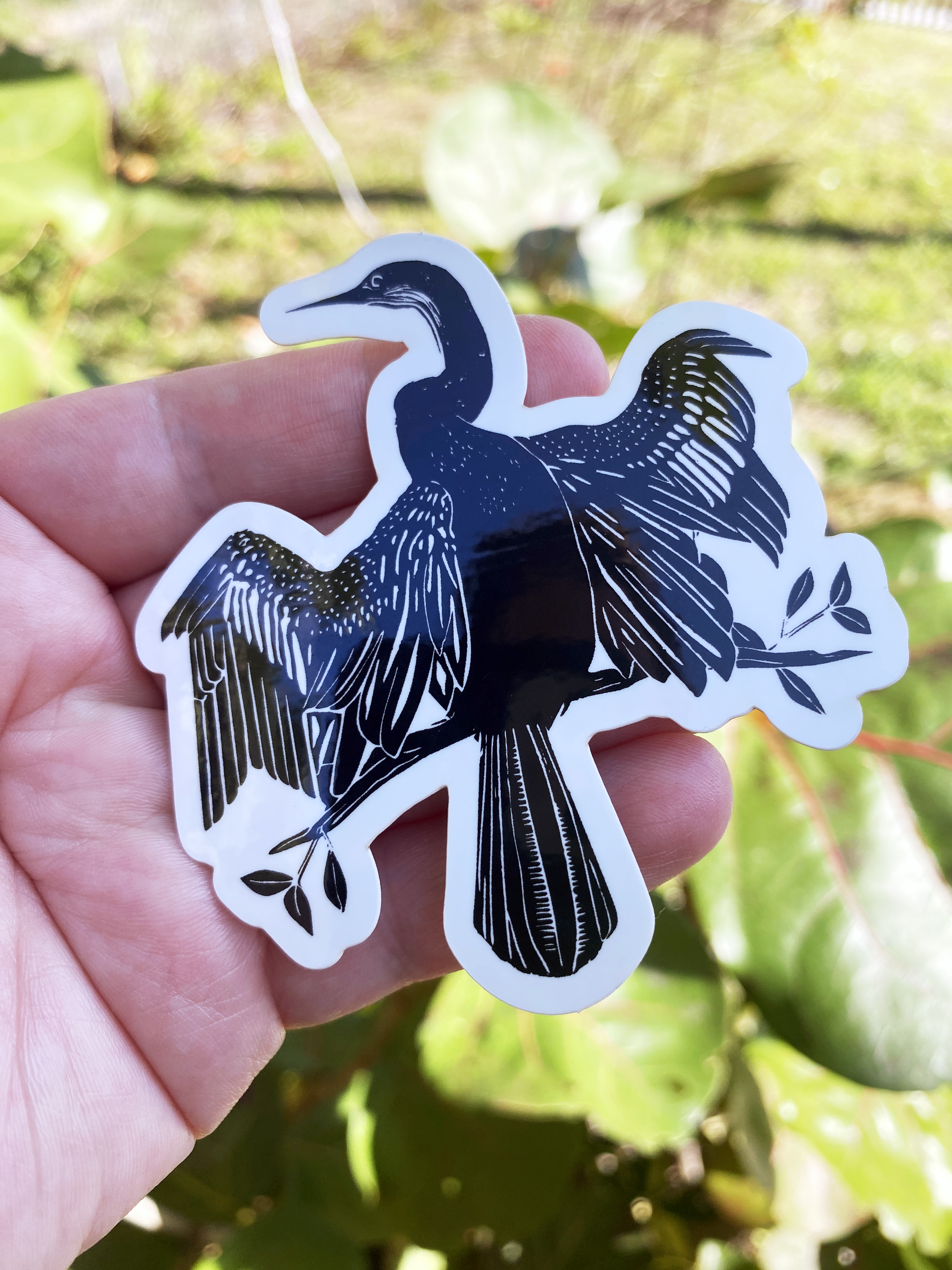 Anhinga3.png