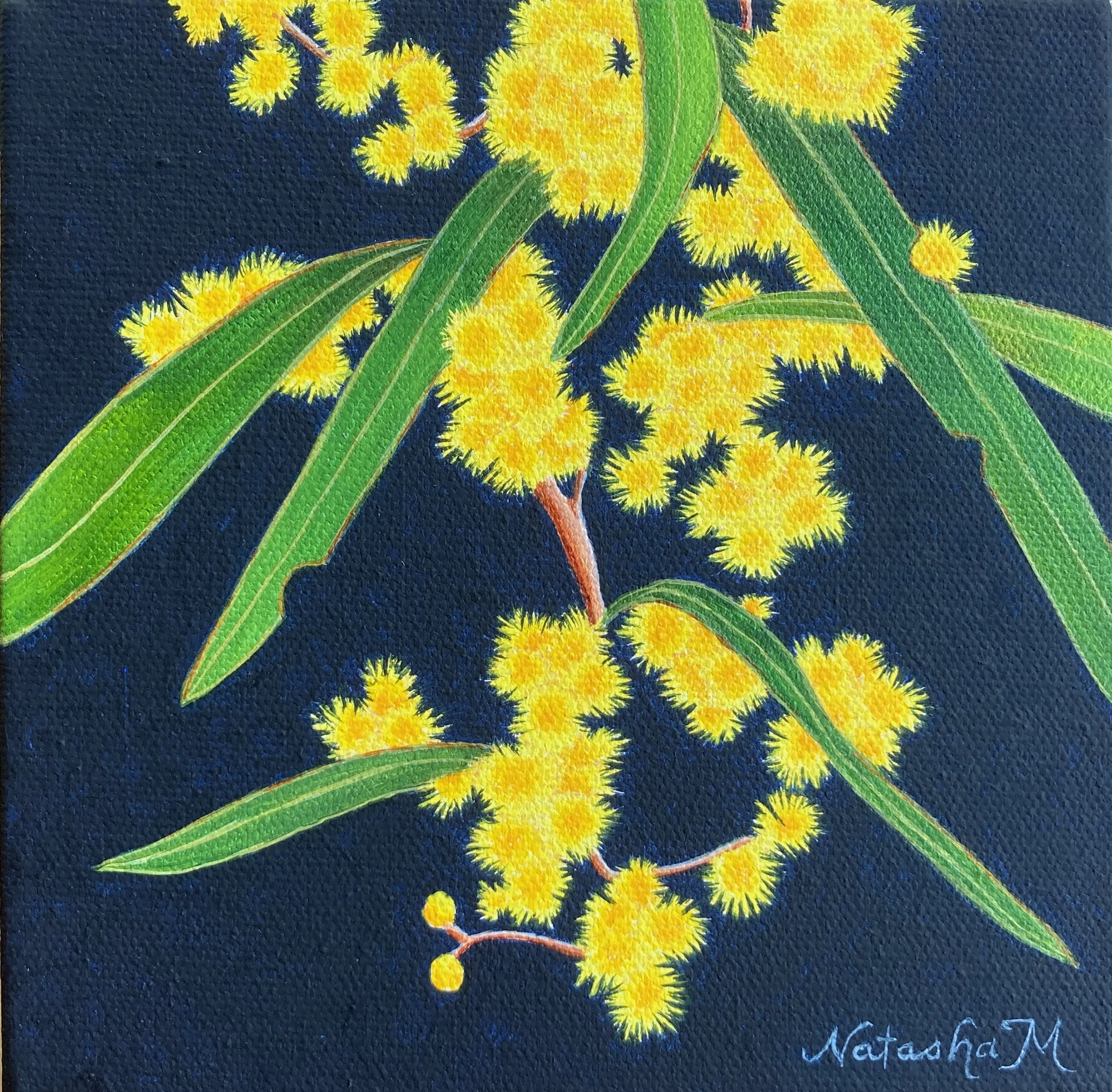 Painting of wattle blossoms on a dark background