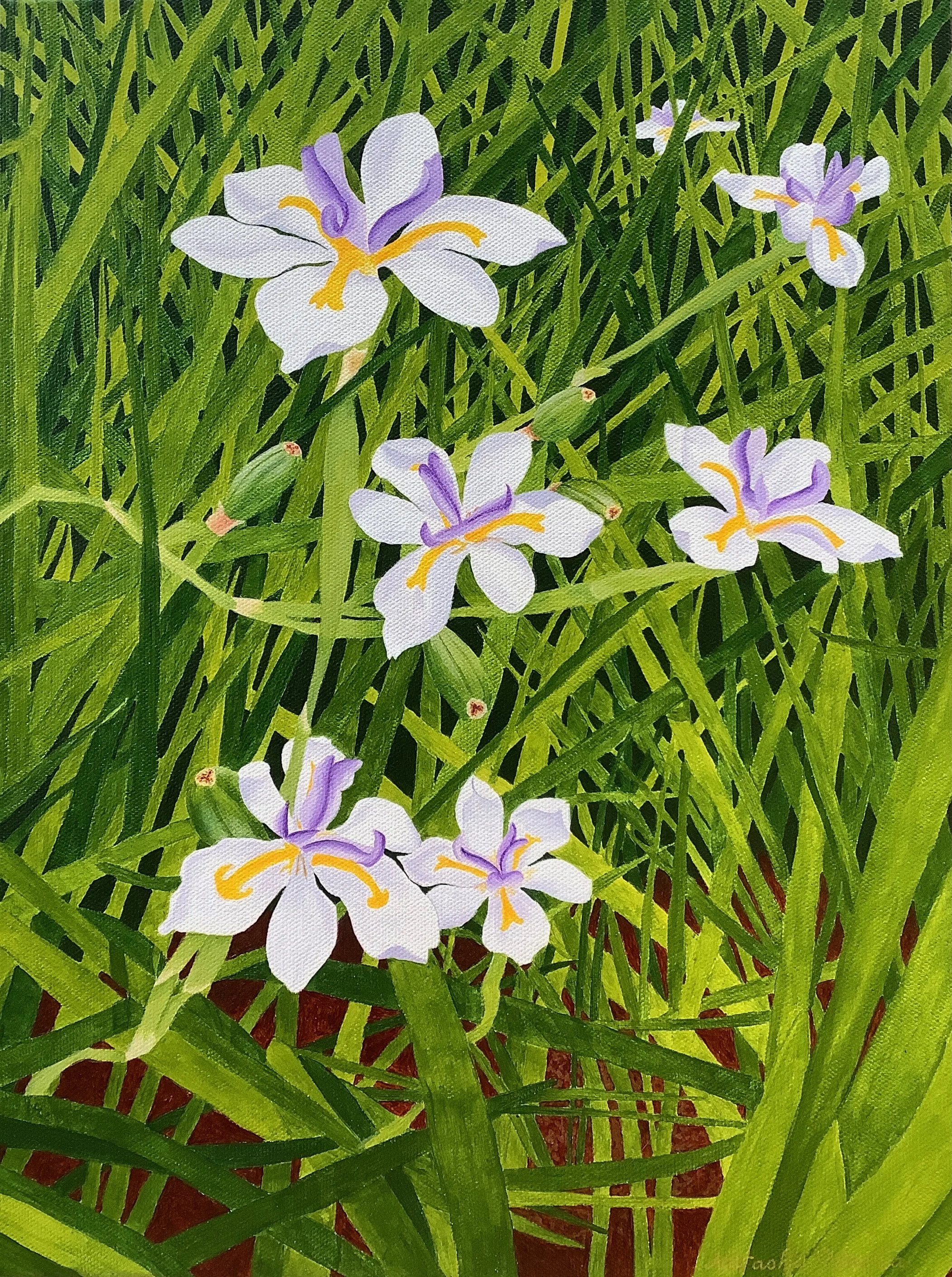 A close up painting of dietes flowers and leaves