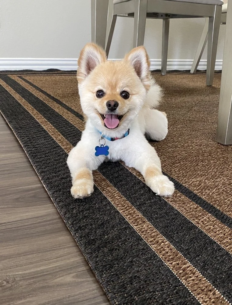 small groomed dog at home  by New Image Pet Grooming