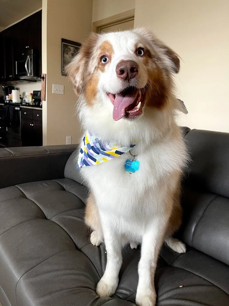 groomed dog by New Image Pet Grooming