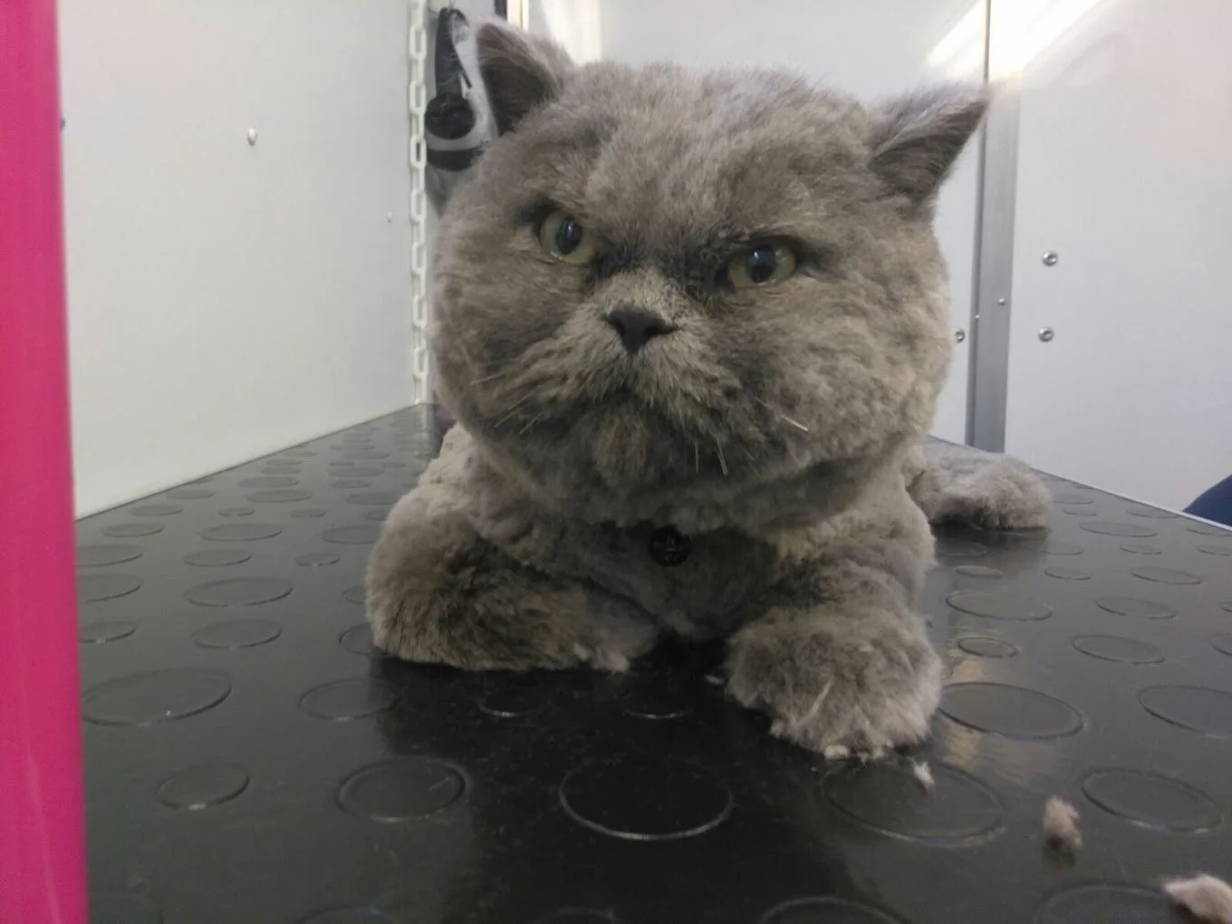 groomed cat by New Image Pet Grooming
