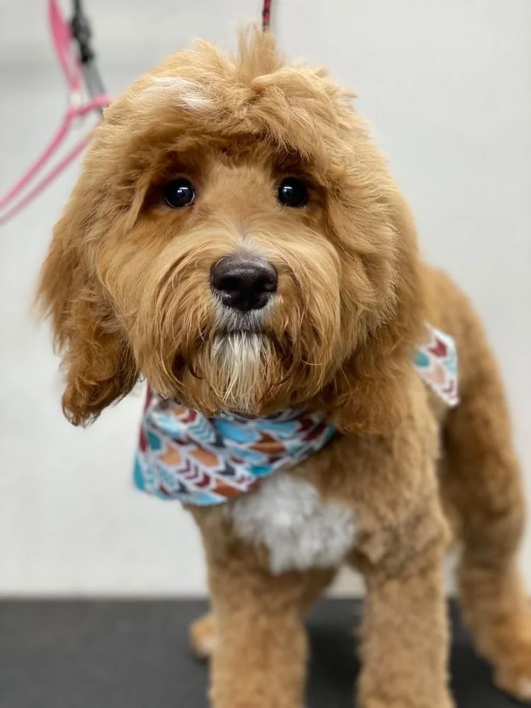 brown groomed dog by New Image Pet Grooming