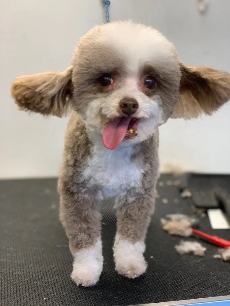 small groomed dog by New Image Pet Grooming
