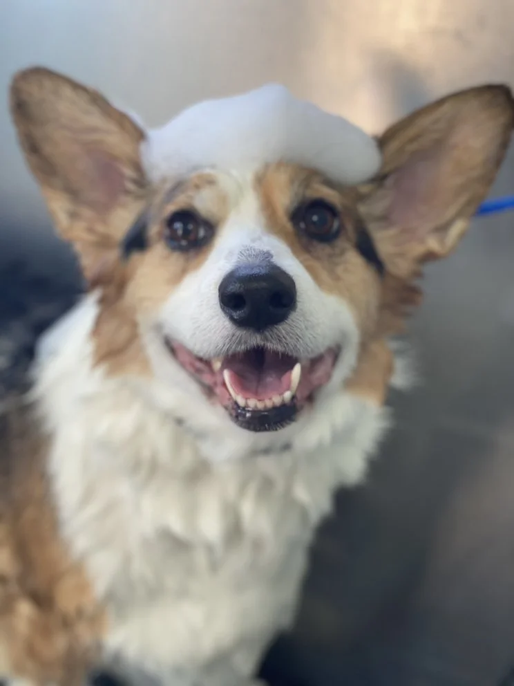 dog wash by New Image Pet Grooming