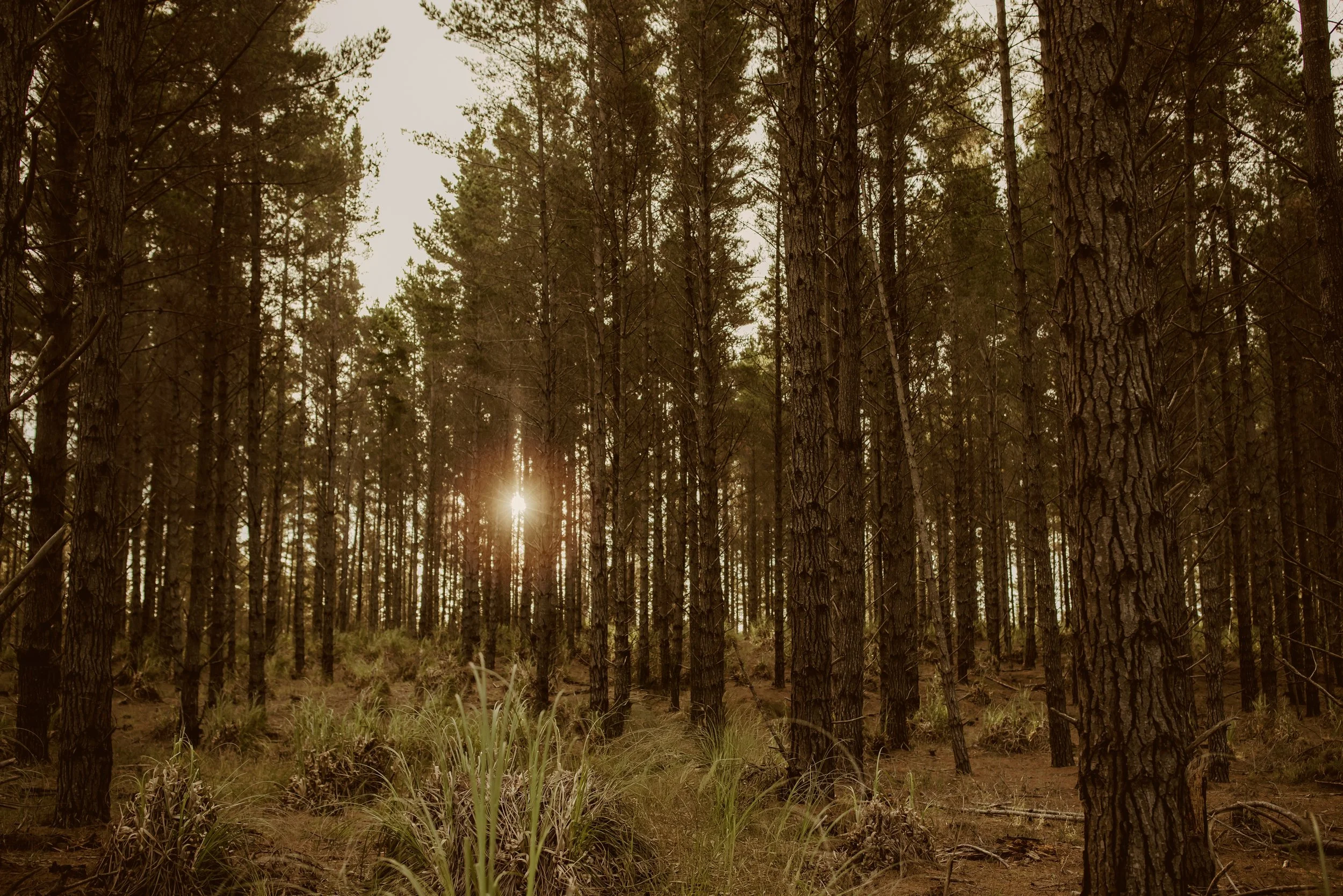 Forestry Beach Forest by Kate L 001.jpg