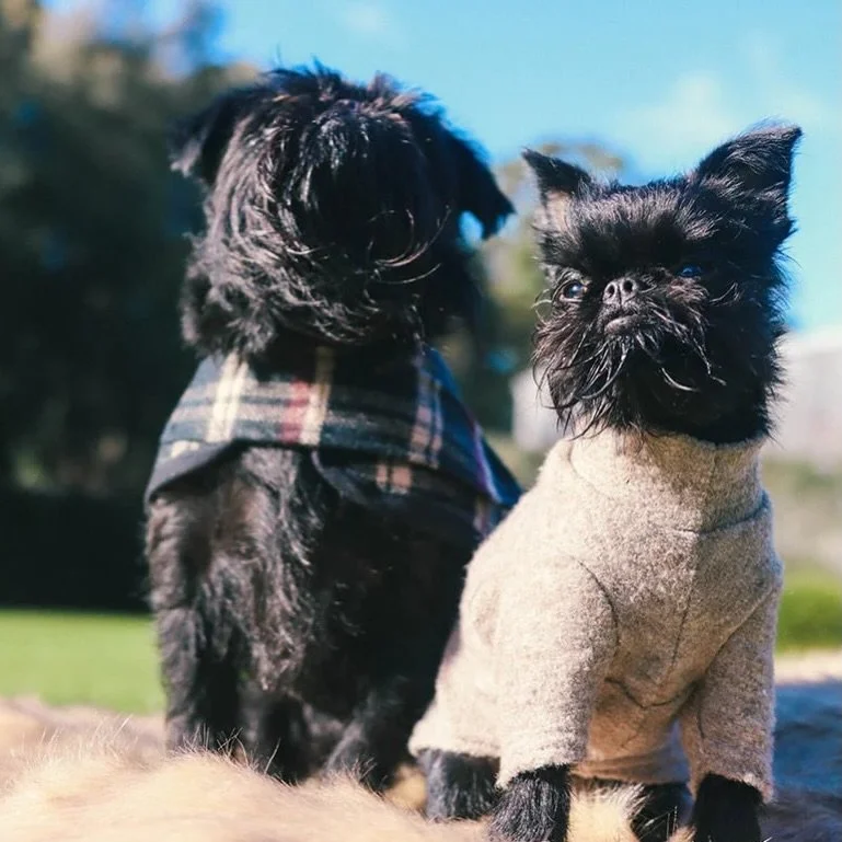 Cooler days are calling&hellip; and we&rsquo;re not mad about it. ❄️🐾

As the temperature drops, it&rsquo;s time to rug up your four-legged friends &mdash; and honestly, could they look any cuter? These little ones are staying cosy in a beautiful pi