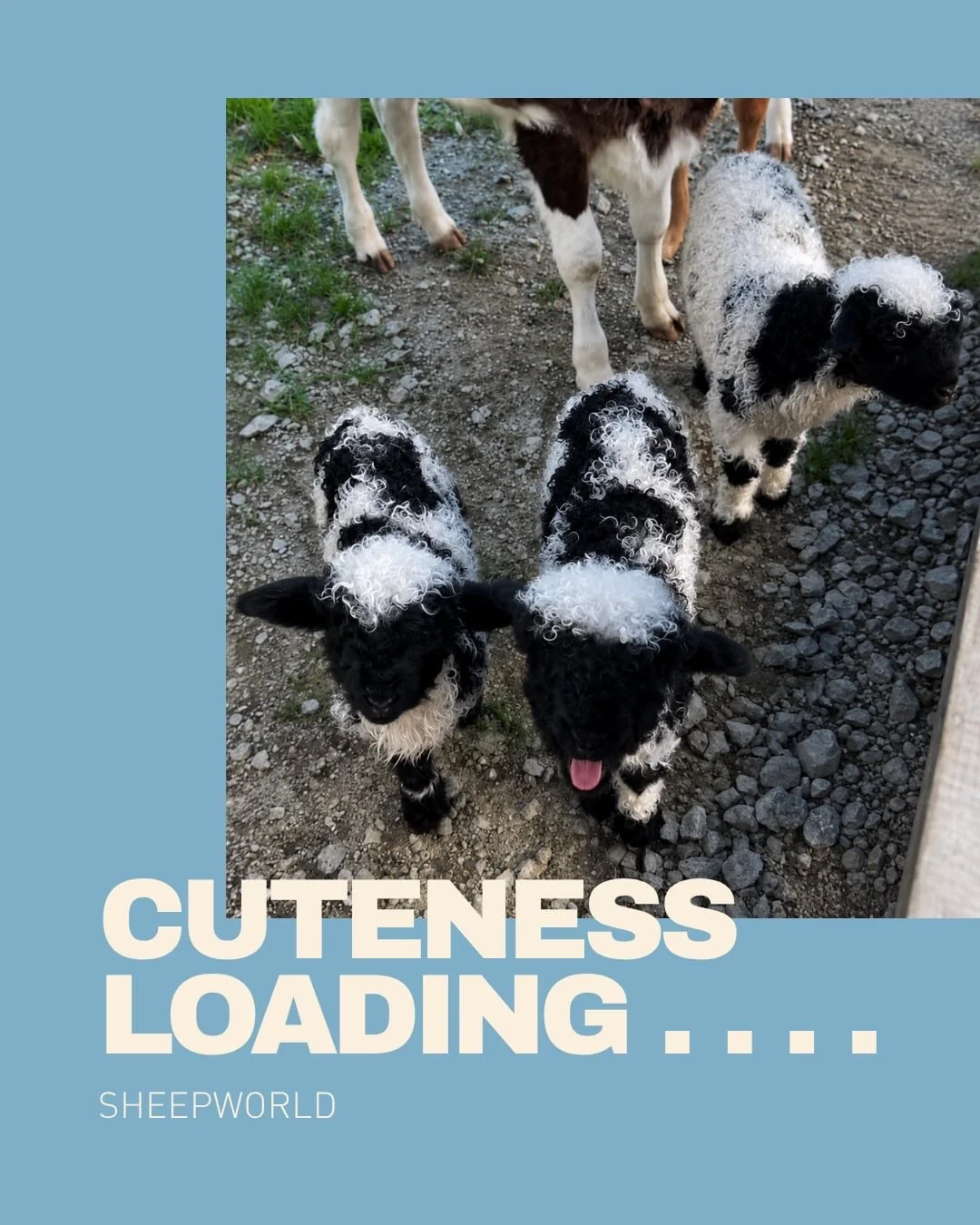 SHEEPWORLD has welcomed three adorable new purebred Swiss Valais Blacknose lambs to the farm 🐑🤍

Meet Tom, Rick &amp; Harry &mdash; already stealing hearts in Warkworth with their fluffy coats and cheeky personalities.

The trio are bottle fed dail