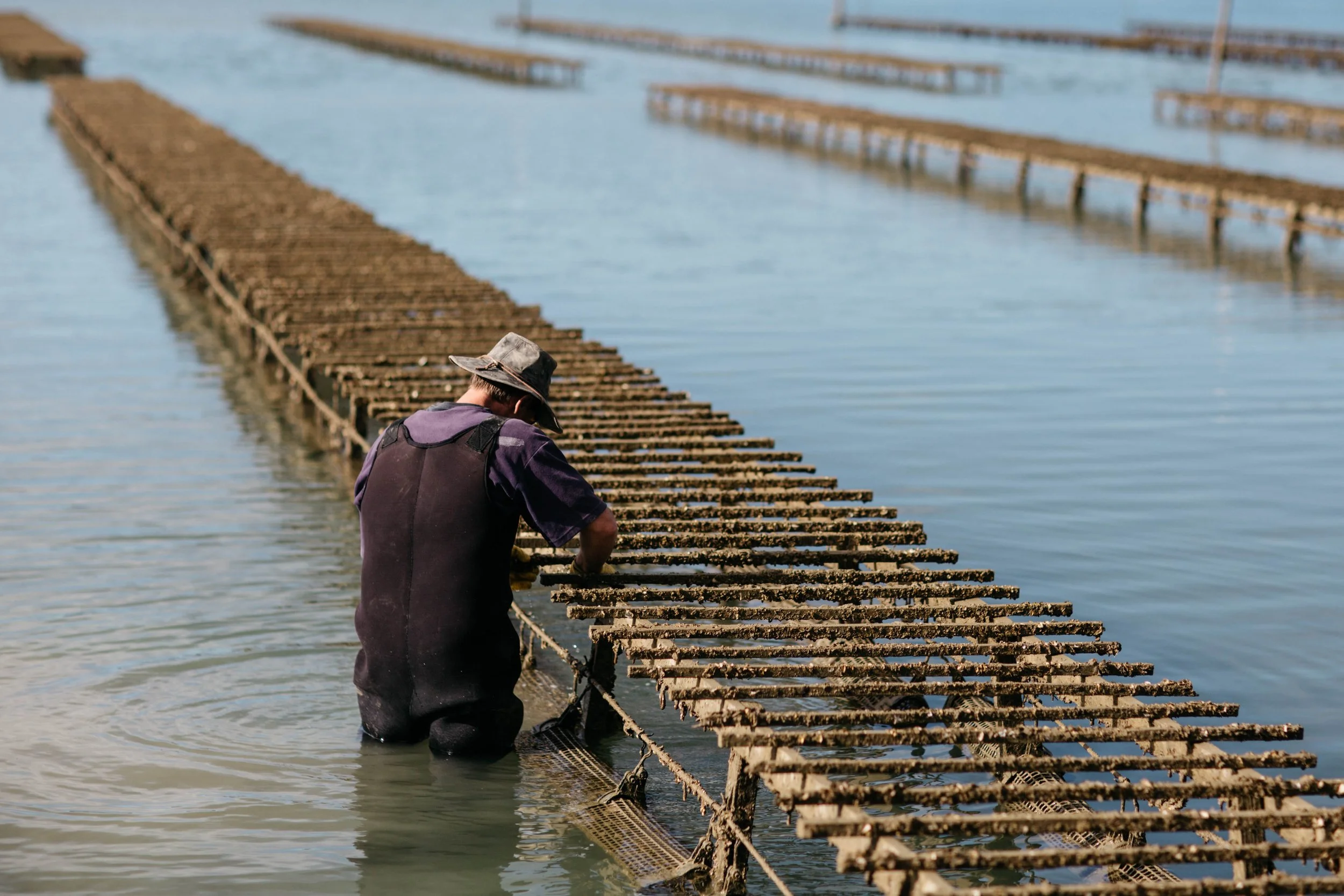 MAHURANGI OYSTER CRISIS