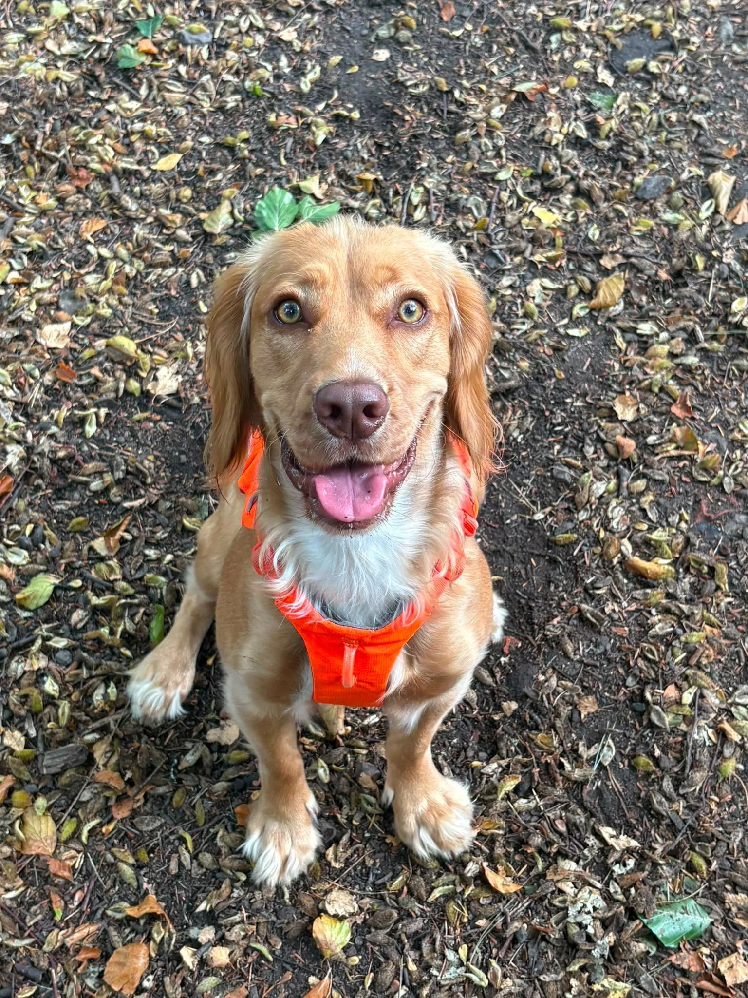 Spaniel puppy sitting in a forest near Harrogate