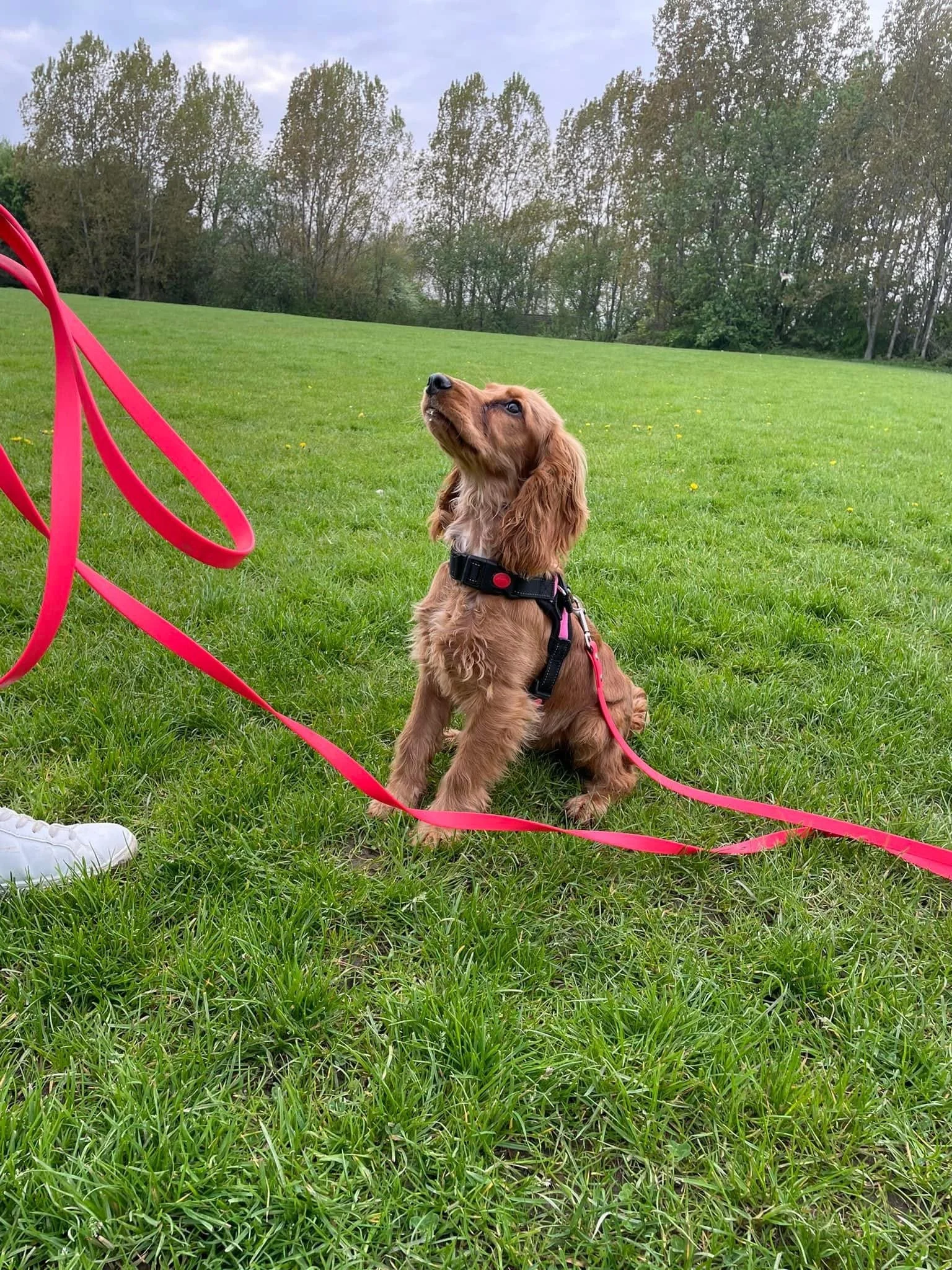 Molly the Spaniel in a field in Harrogate