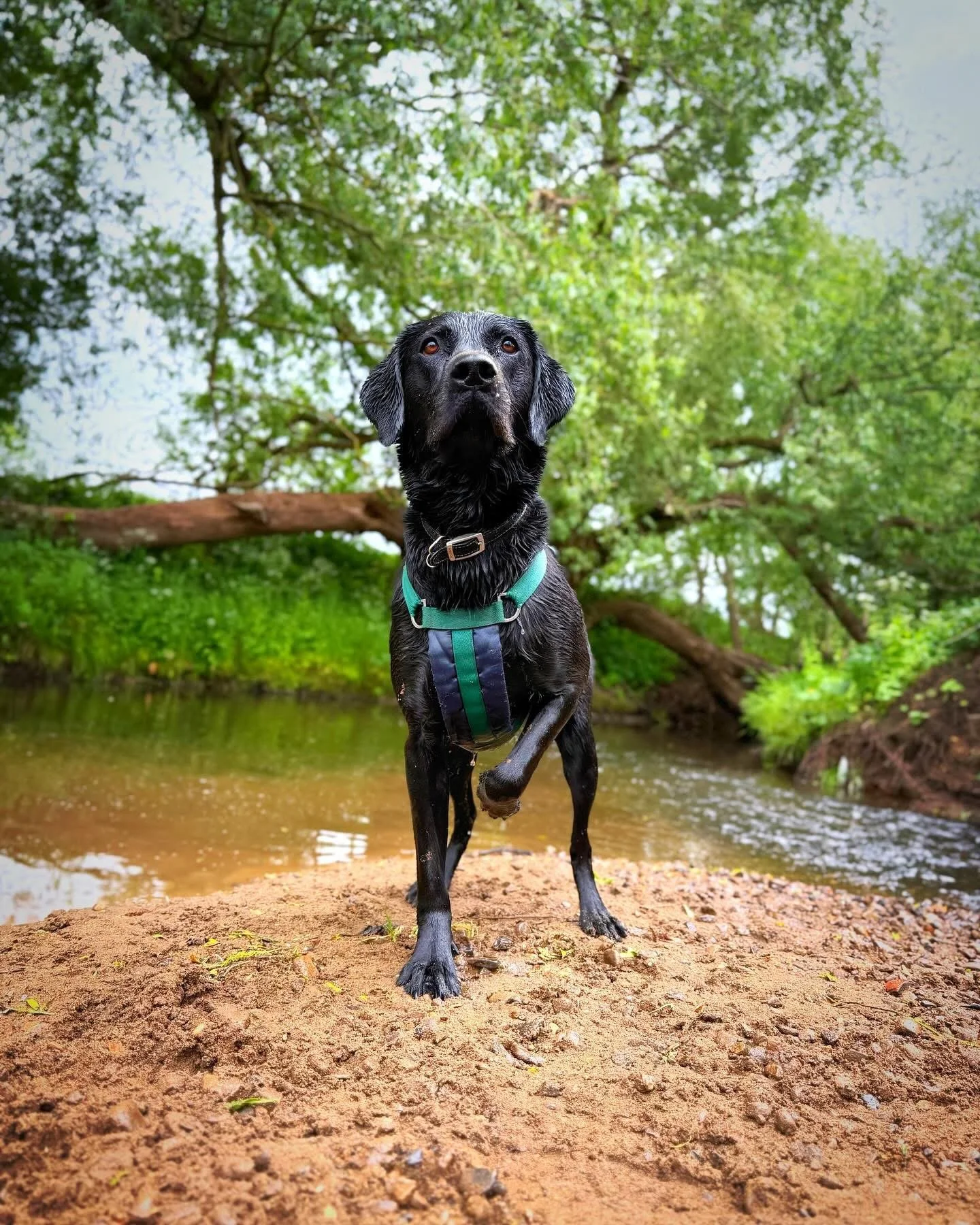 Reg the black Labrador standing by a pond in Harrogate