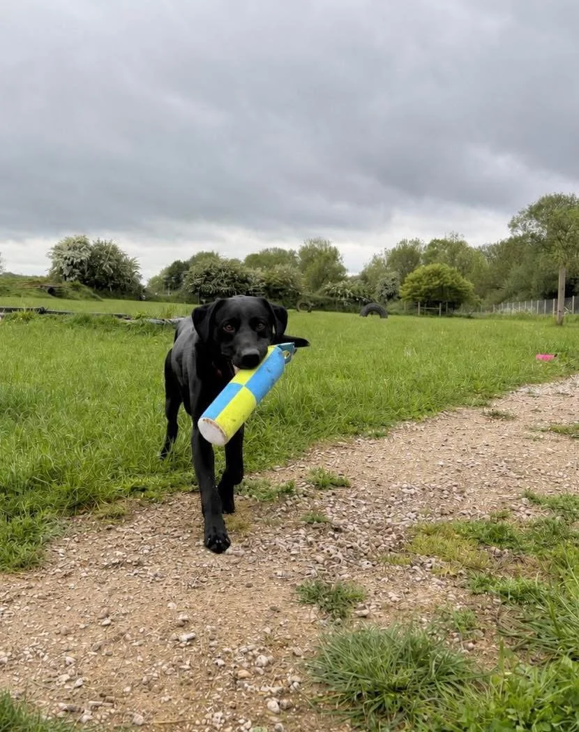 Black working line labrador retrieving a gundog dummy in a field