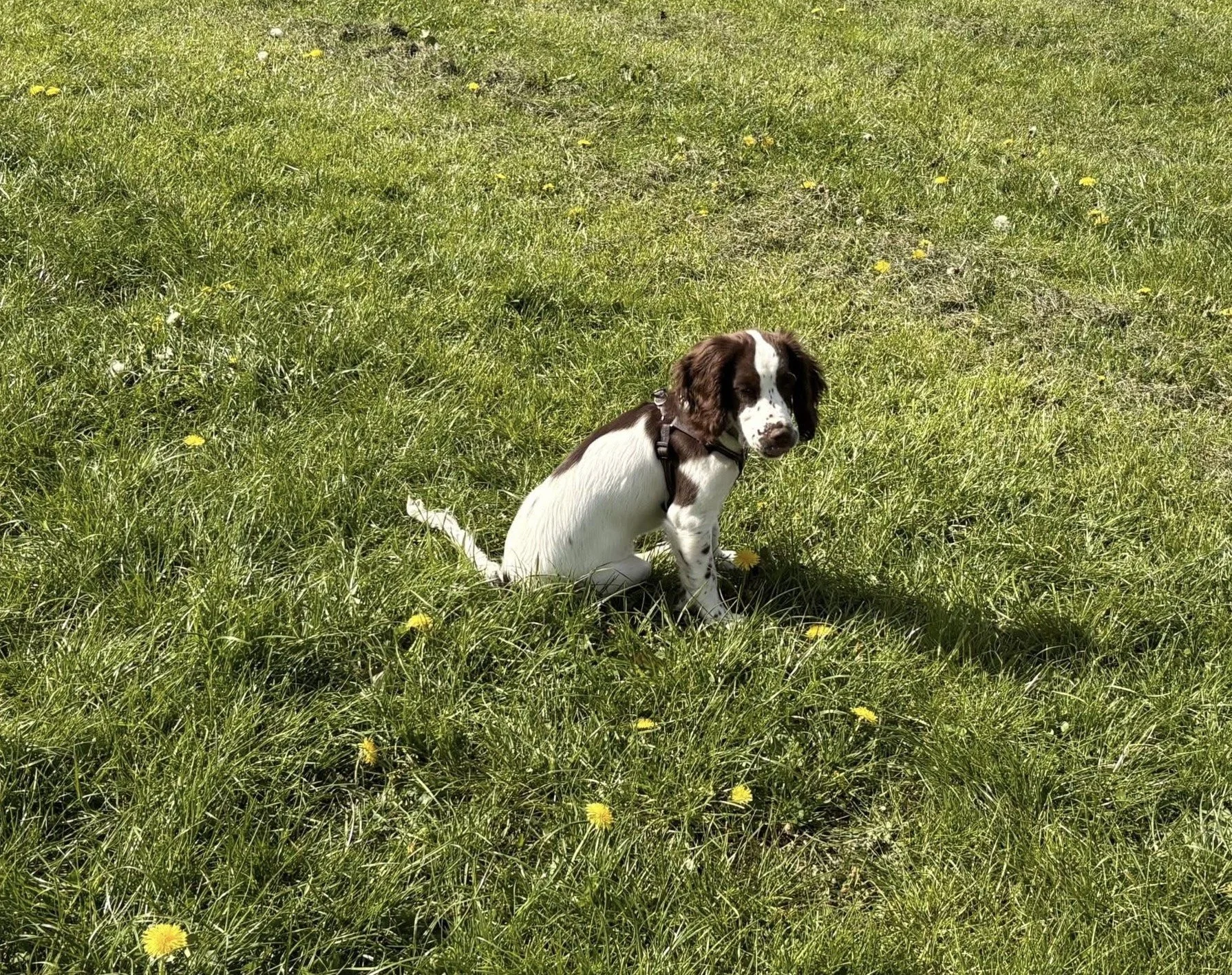 Puppy sitting on sofa in Harrogate