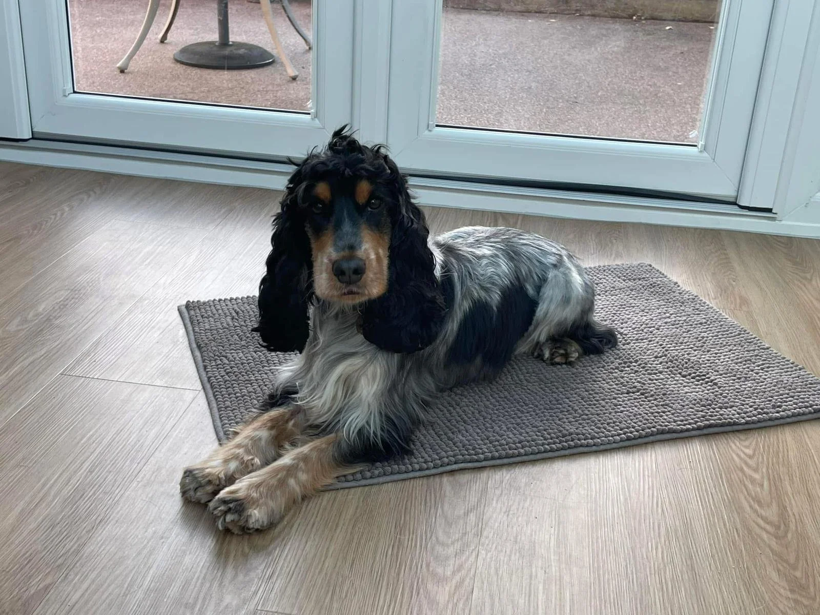 Ruby the Spaniel sitting on the floor in Harrogate