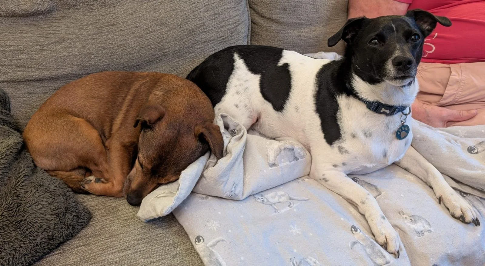 Rafa the Rescue dog and another brown dog in Harrogate