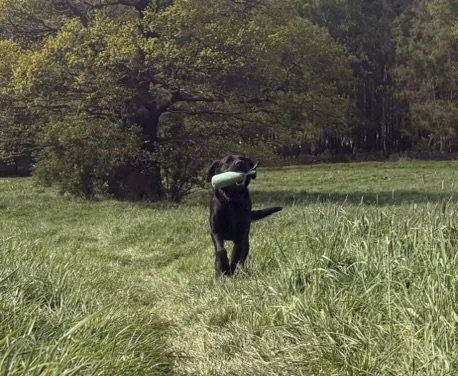 Gundog Training Classes (for Pet Dogs)