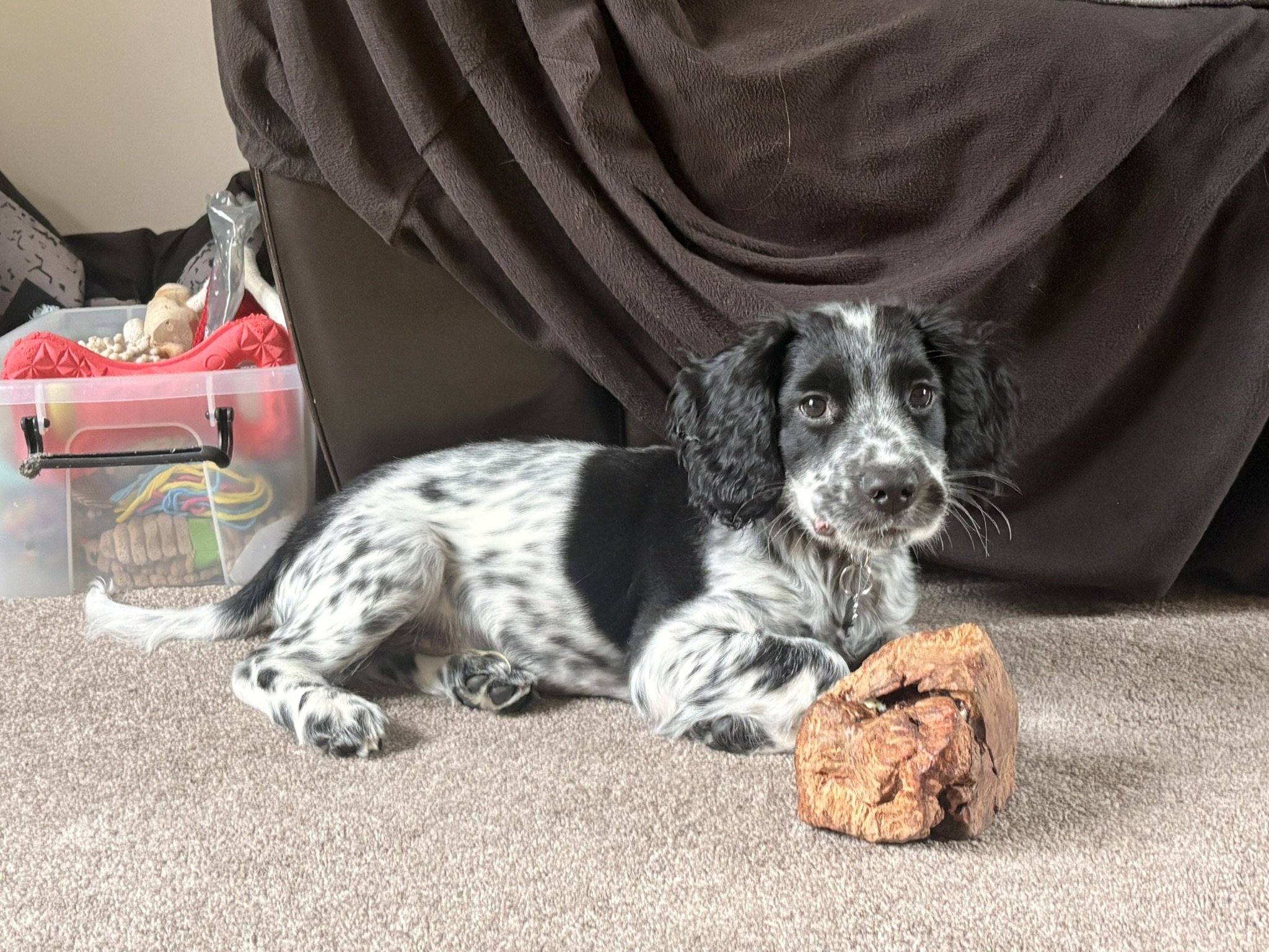 Cavapoo puppy lying on the floor chewing toy in Harrogate