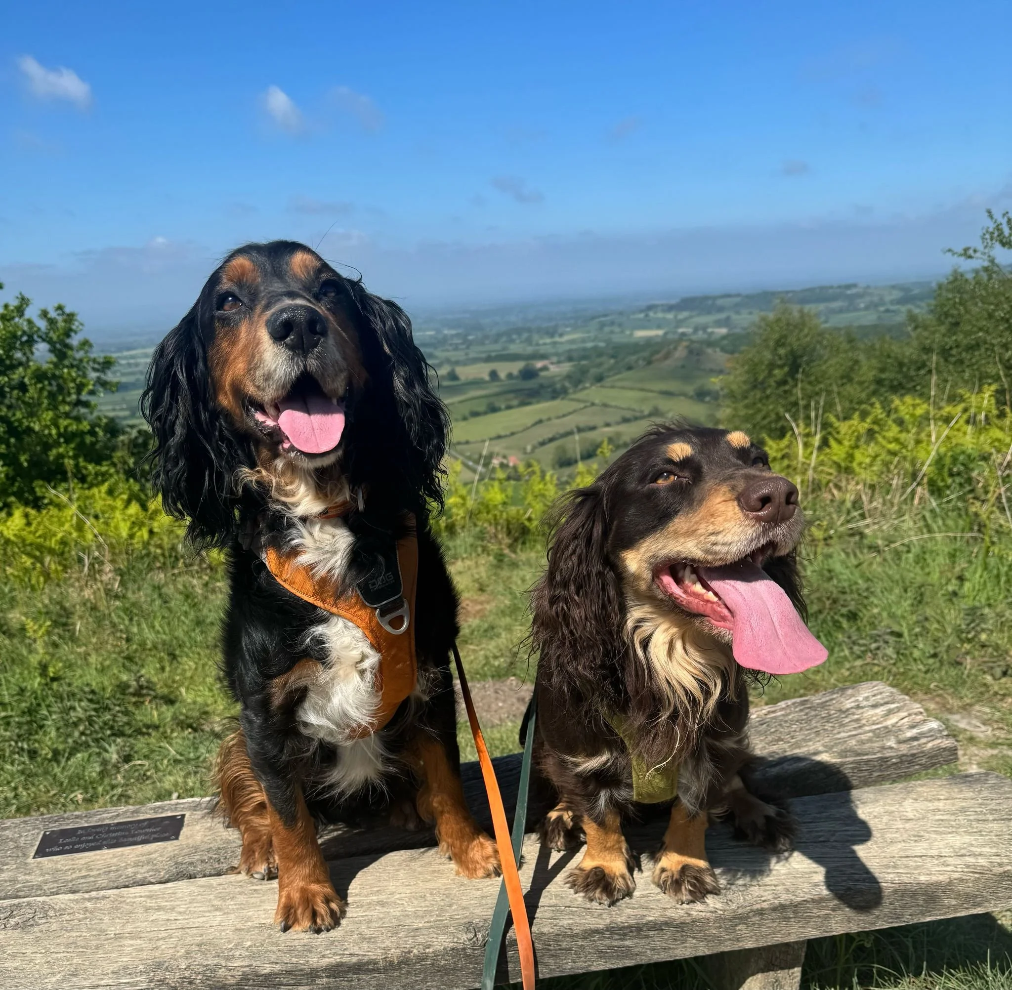 working cocker spaniels sitting on a bench in Harrogate
