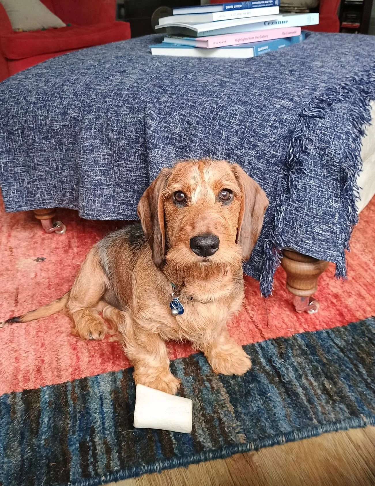 Hugo the Daschund sitting on the floor in Harrogate